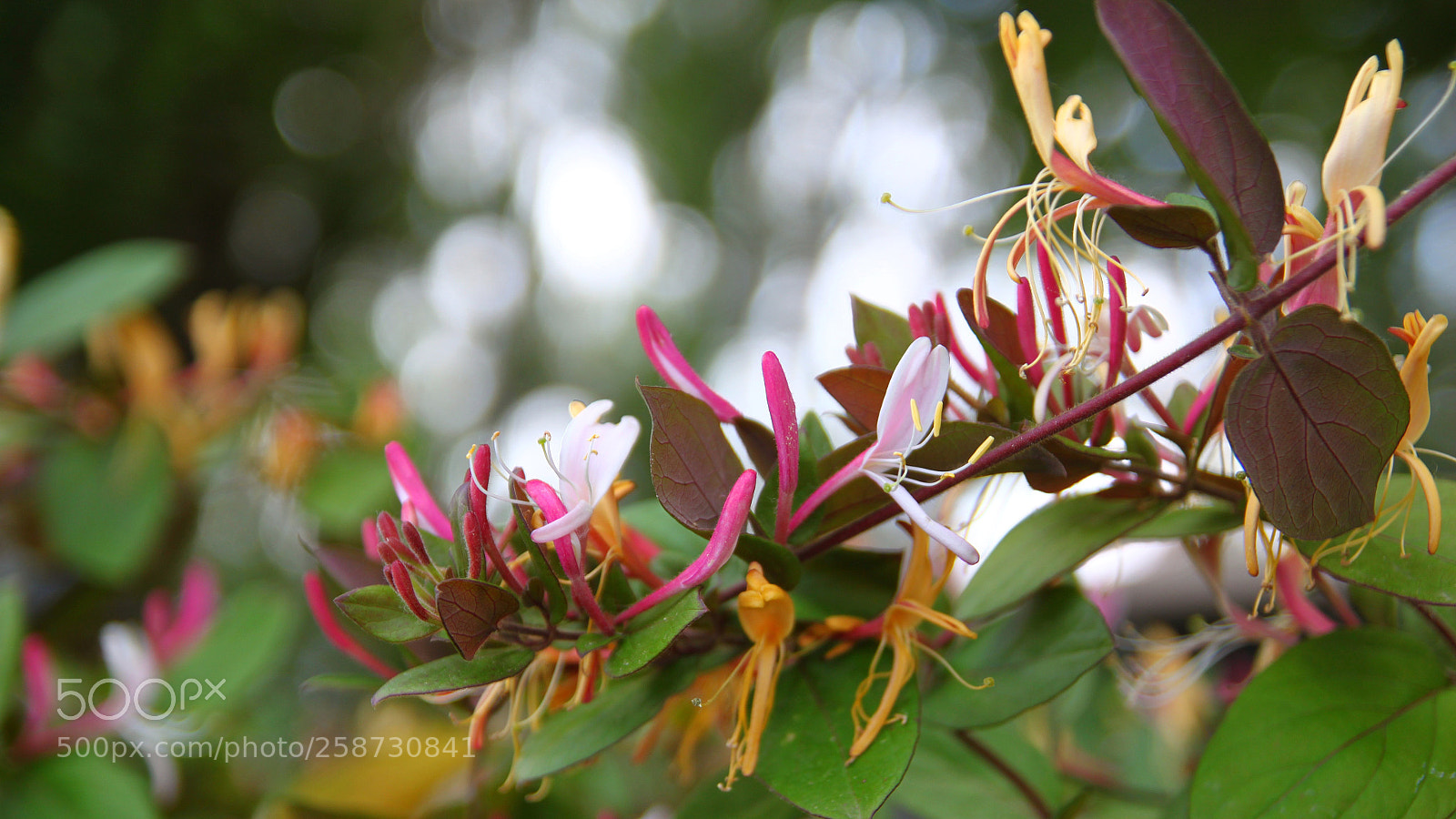 Canon EOS 500D (EOS Rebel T1i / EOS Kiss X3) sample photo. Snapseed snapseed photography