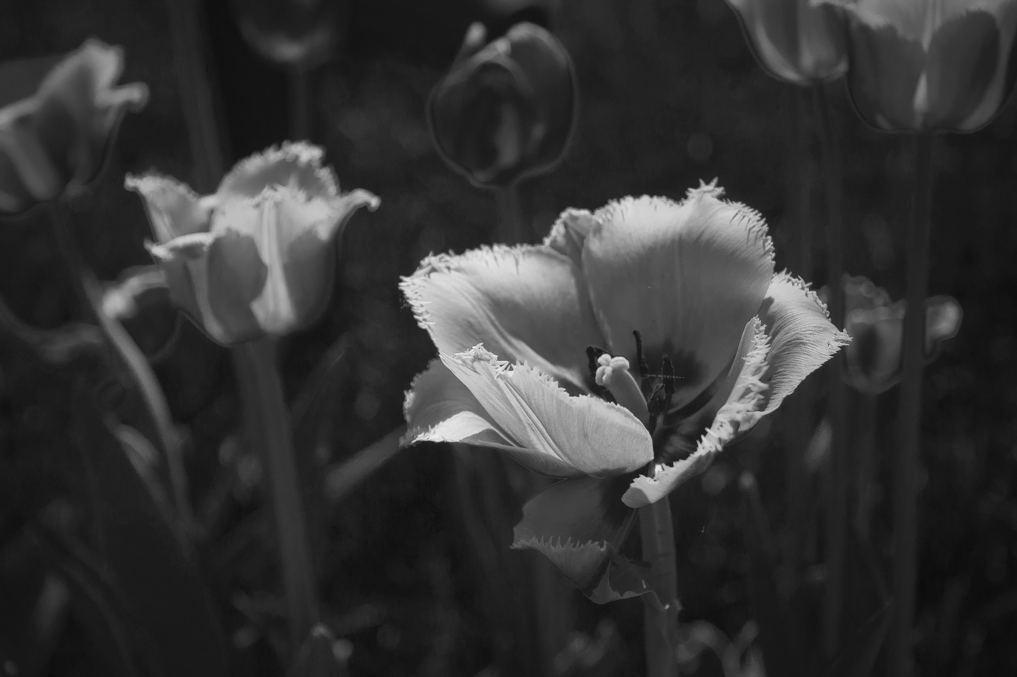 Canon EOS sample photo. Live photography