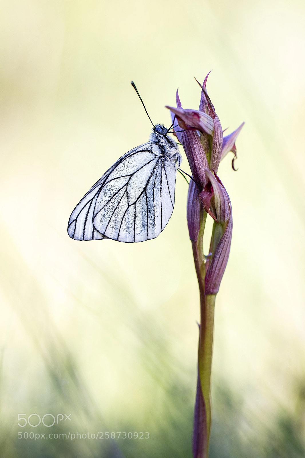 Canon EOS 7D Mark II sample photo. Aporia crataegi photography