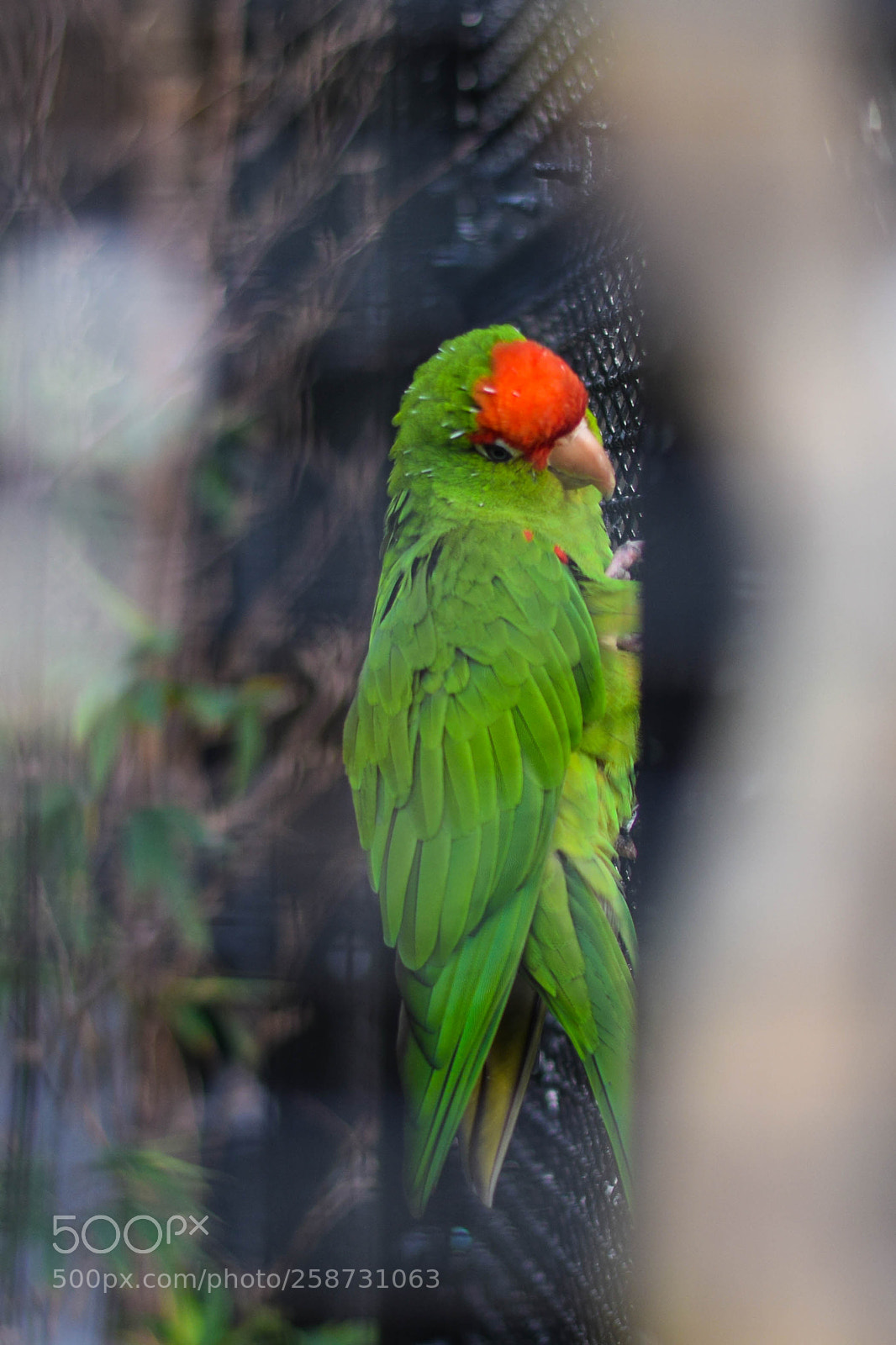 Nikon D5300 sample photo. Shy and the loveable photography