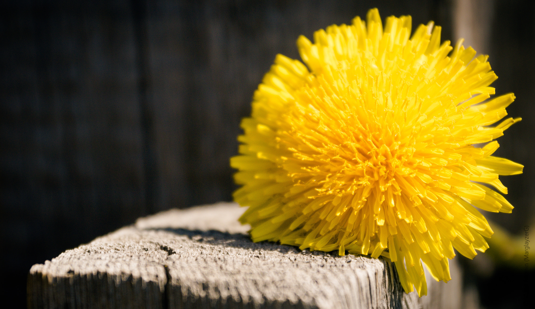 Sony SLT-A77 sample photo. Dandelion photography