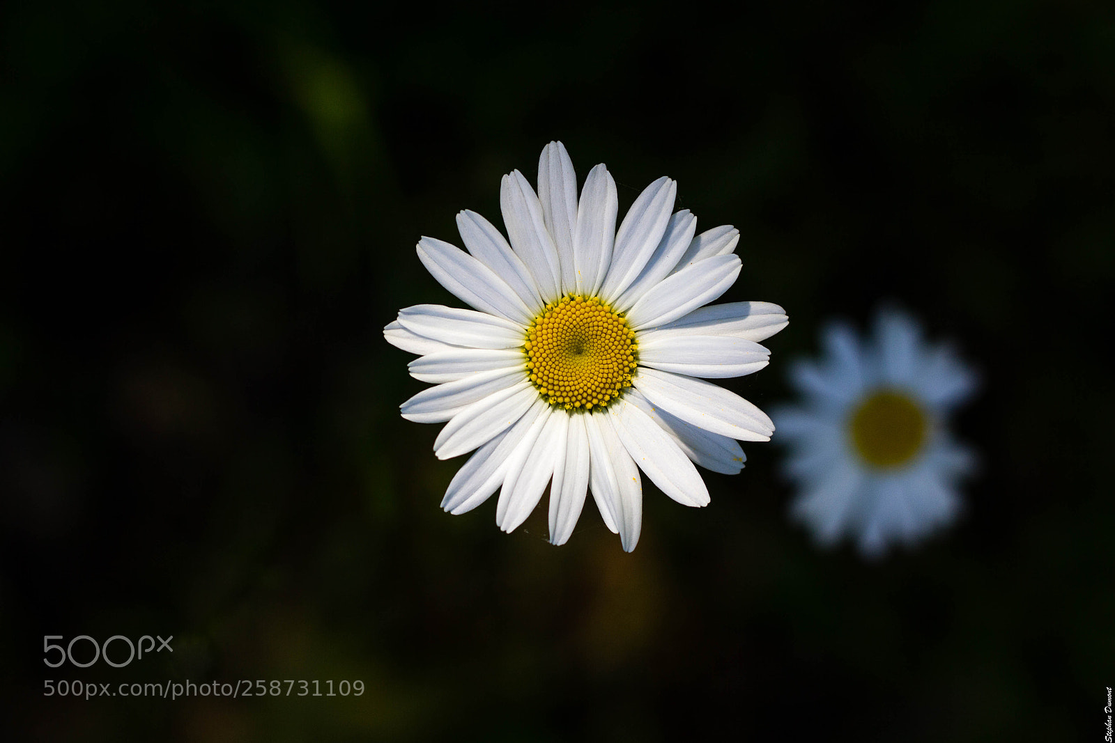 Canon EOS 550D (EOS Rebel T2i / EOS Kiss X4) sample photo. 201805-4549.jpg photography