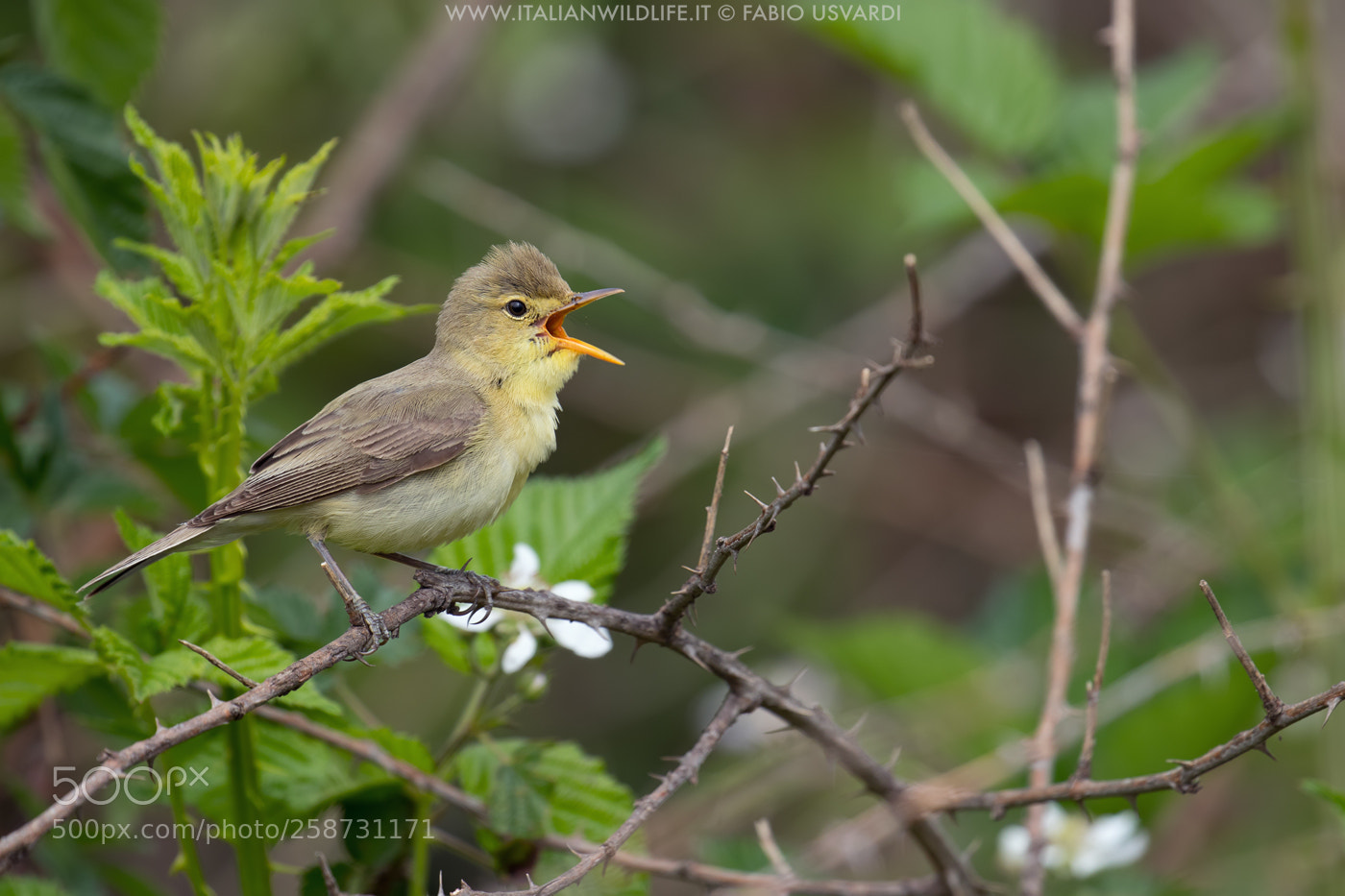 Canon EOS 200D (EOS Rebel SL2 / EOS Kiss X9) sample photo. Melodious warbler (hippolais polyglotta) photography