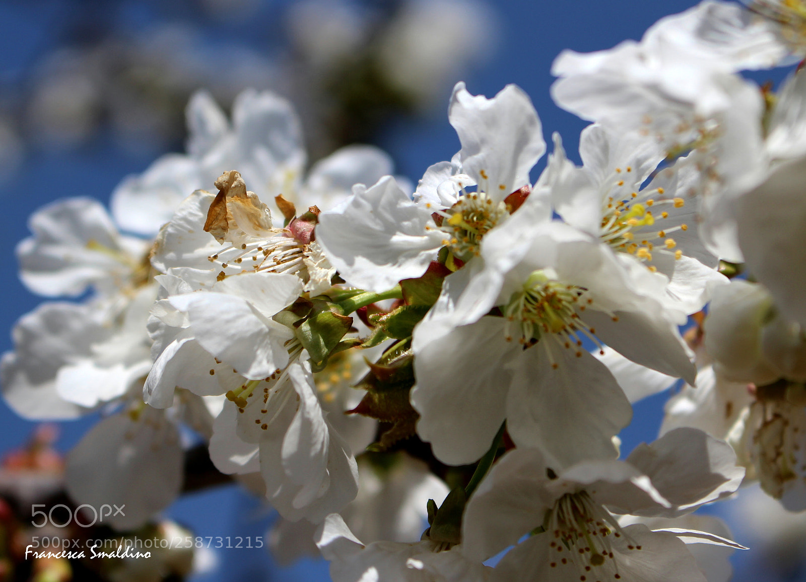 Canon EOS 100D (EOS Rebel SL1 / EOS Kiss X7) sample photo. Fiori di melo photography