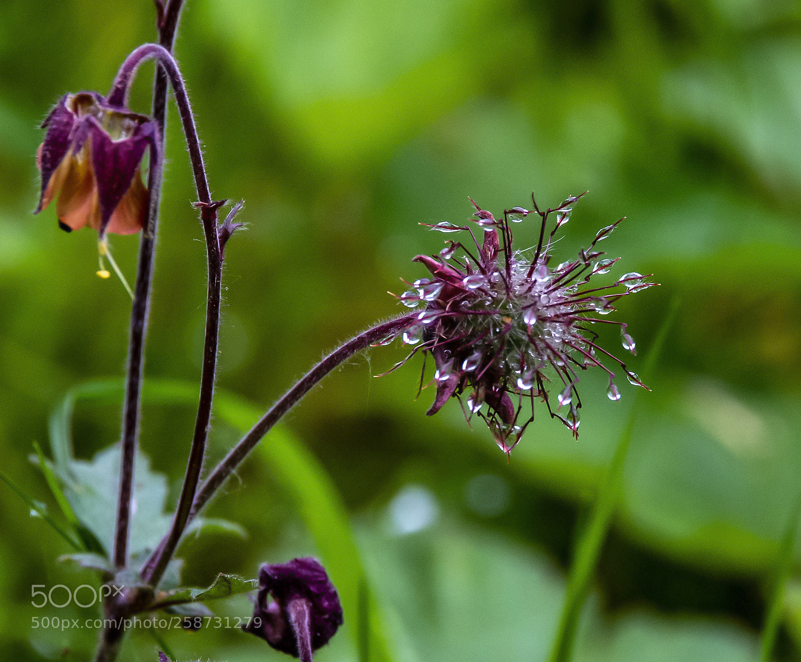 Nikon D4 sample photo. Flowers of the wet photography