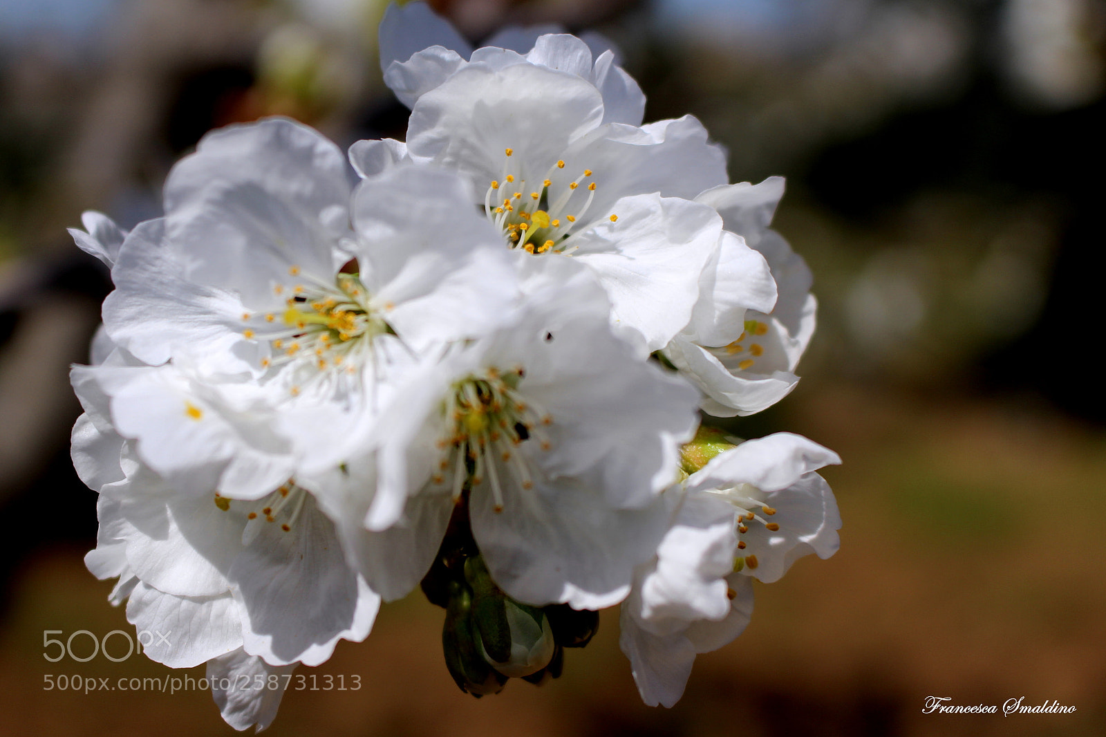 Canon EOS 100D (EOS Rebel SL1 / EOS Kiss X7) sample photo. Fiori di melo photography