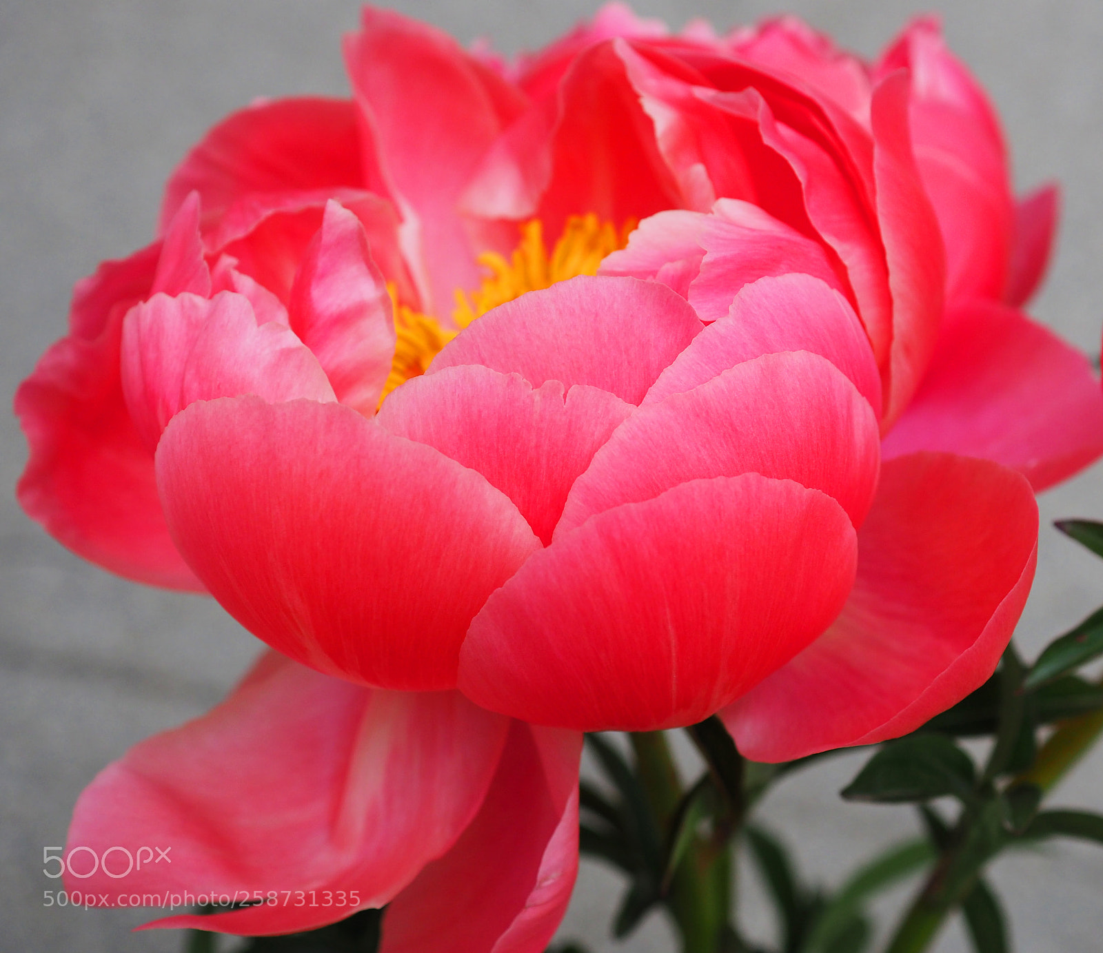 Olympus OM-D E-M5 II sample photo. Peony photography
