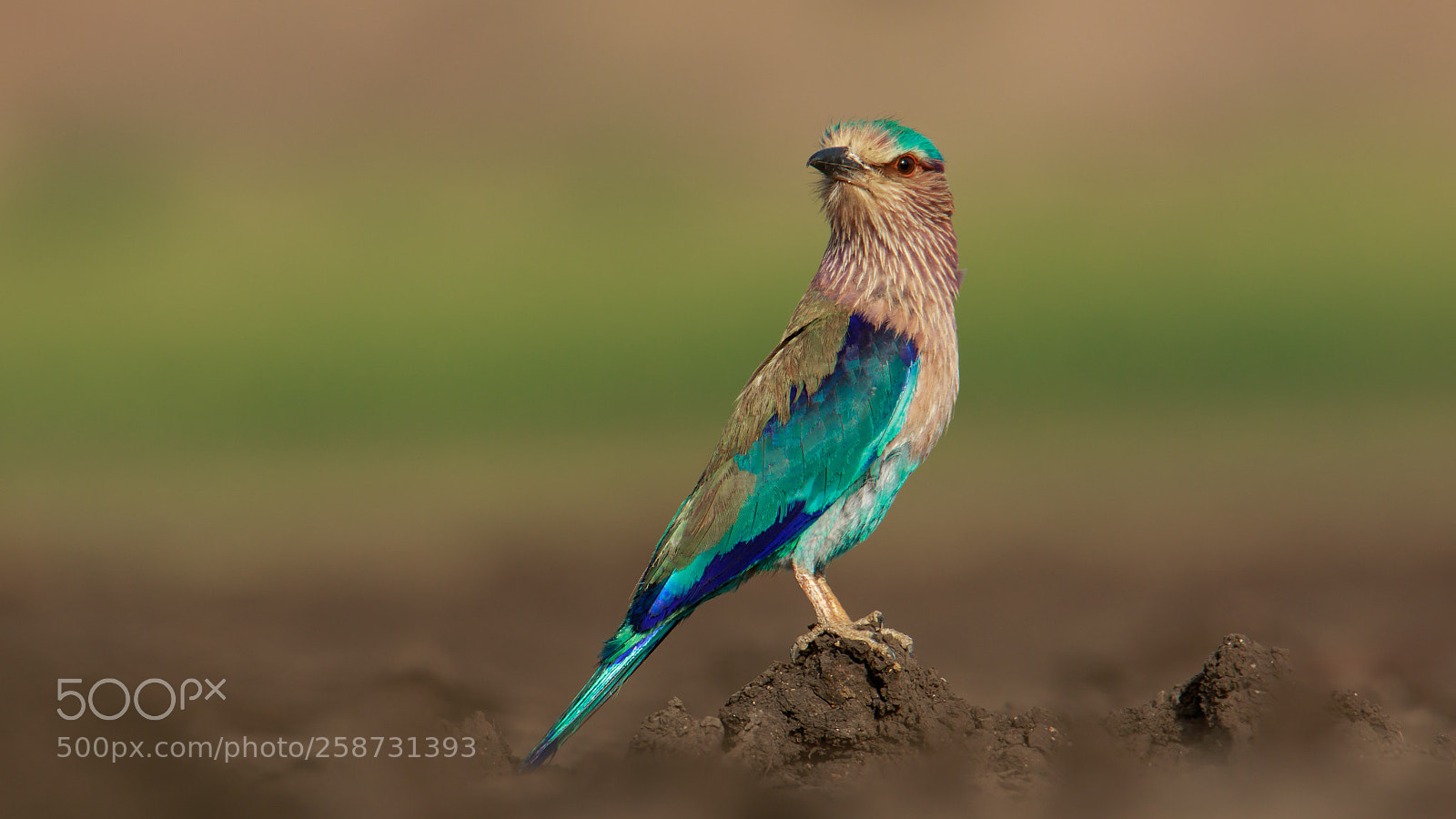 Canon EOS 7D Mark II sample photo. Indian roller photography
