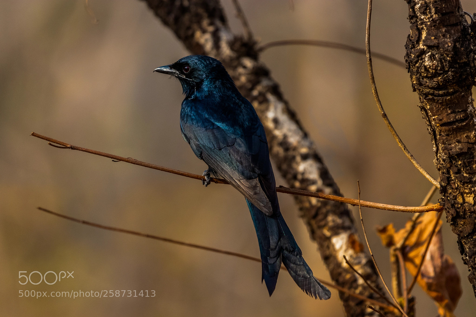 Canon EOS 80D sample photo. Black drongo photography