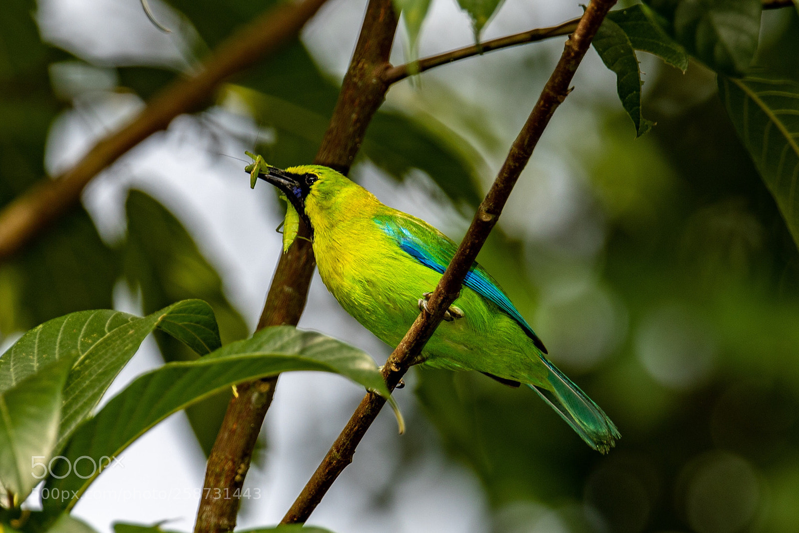Canon EOS 7D Mark II sample photo. Blue-winged leafbird@thailand.  photography