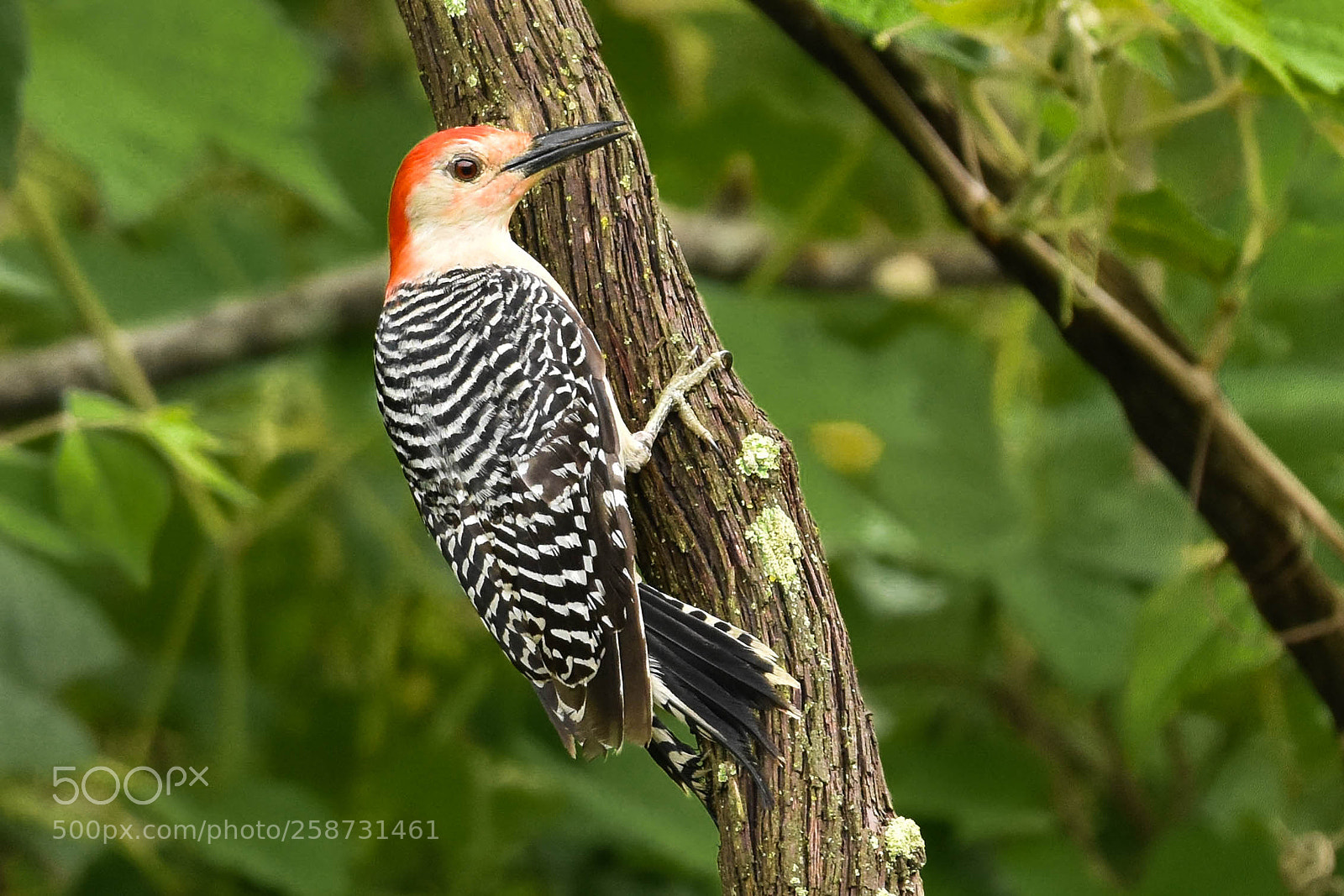 Nikon D3400 sample photo. Red bellied woodpecker photography