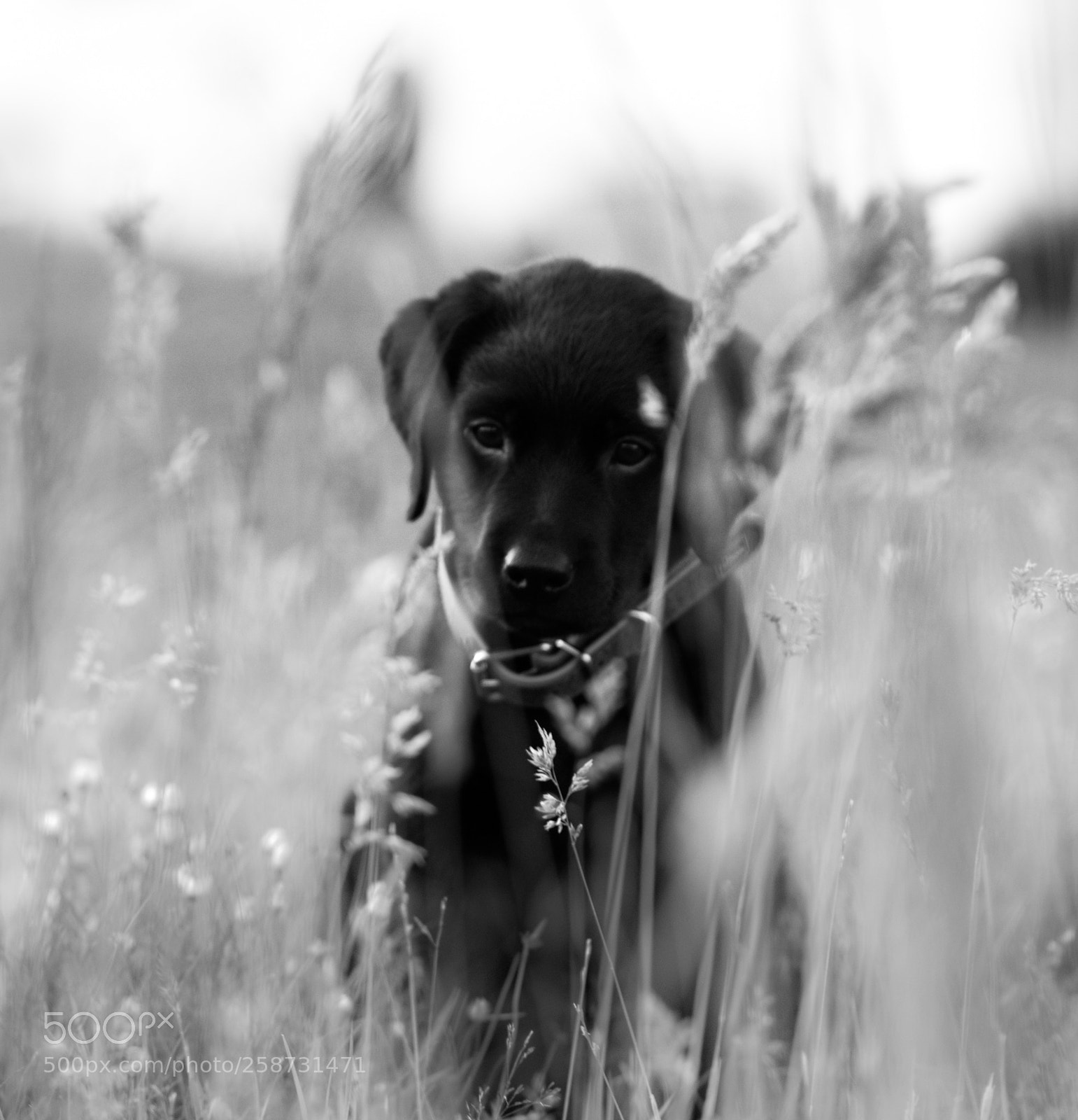 Nikon D3300 sample photo. Nelson sitting in long photography
