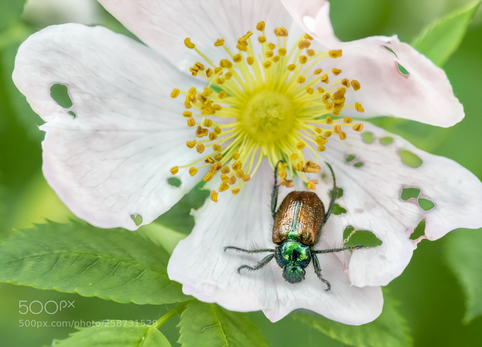 Sony a7R II sample photo. Hungry beetle photography