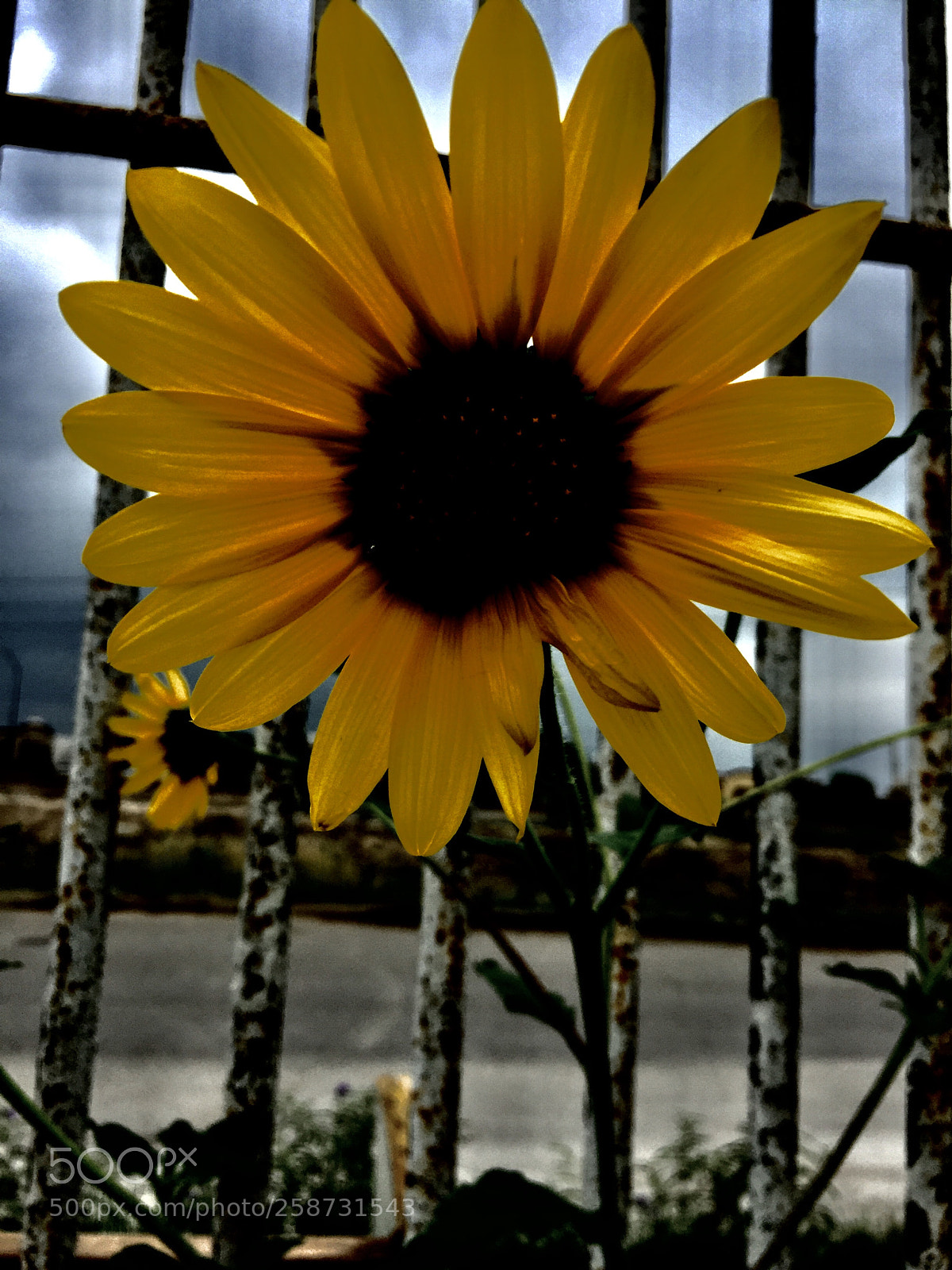 Apple iPhone 6 sample photo. Girasol photography