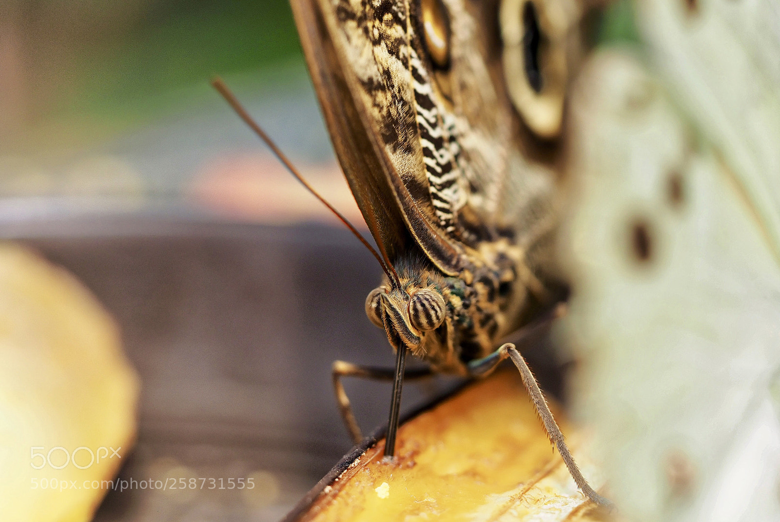 Olympus OM-D E-M1 Mark II sample photo. Butterfly photography