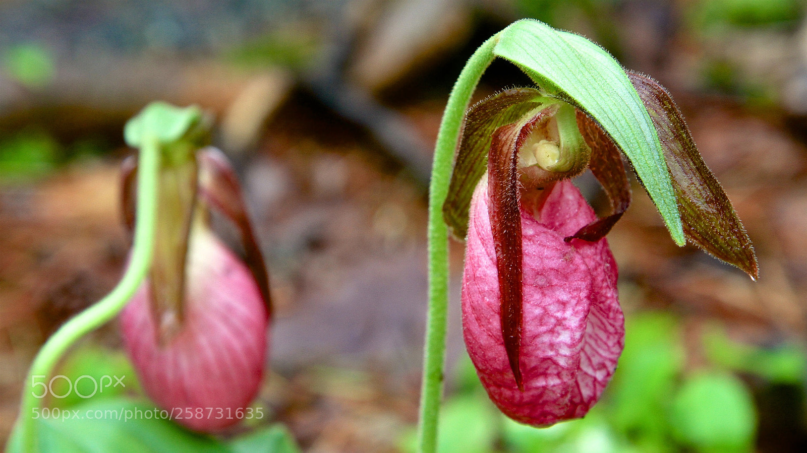 Canon EOS 7D sample photo. Lady's slipper photography