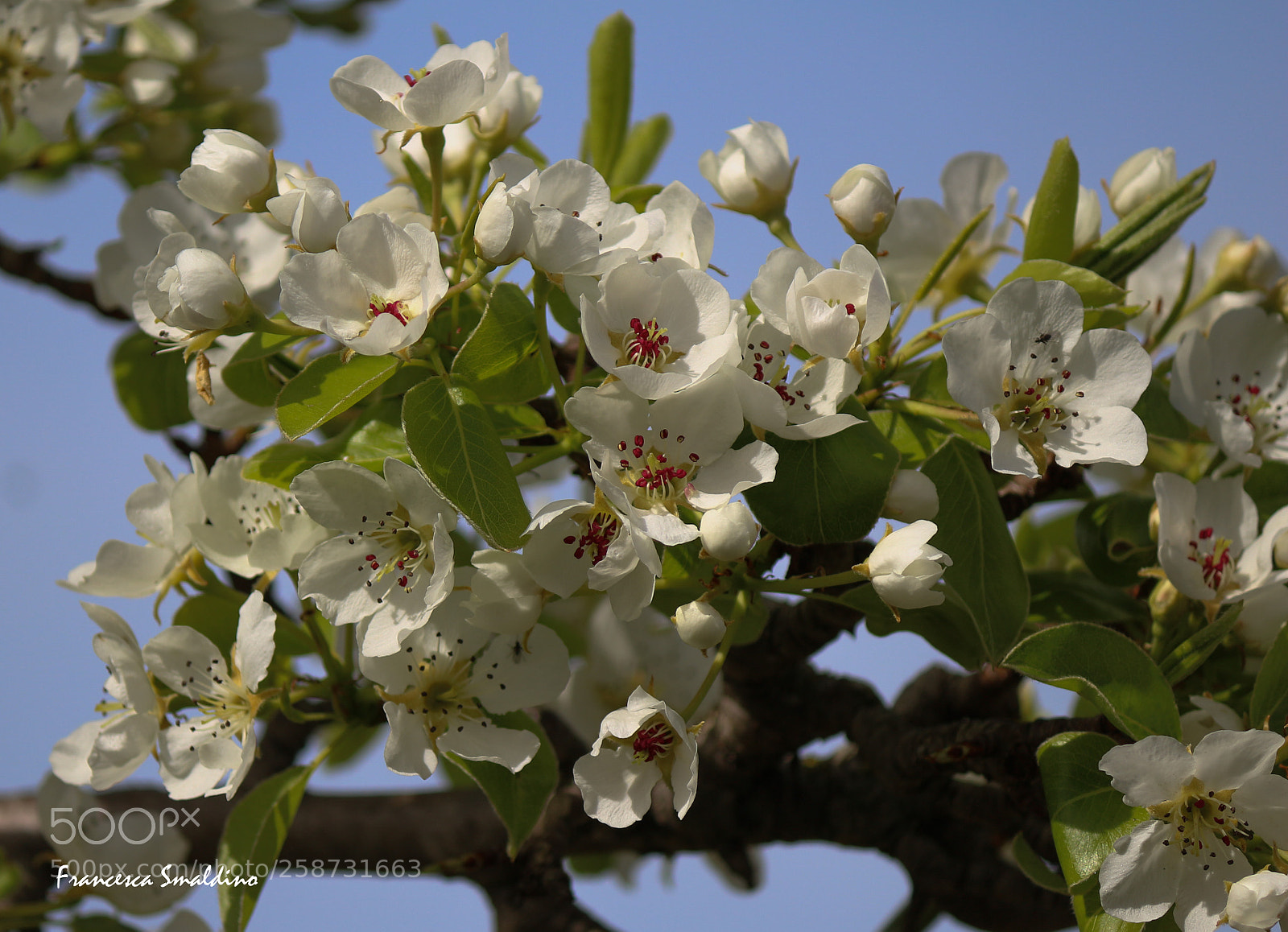 Canon EOS 100D (EOS Rebel SL1 / EOS Kiss X7) sample photo. Fiori di pero photography