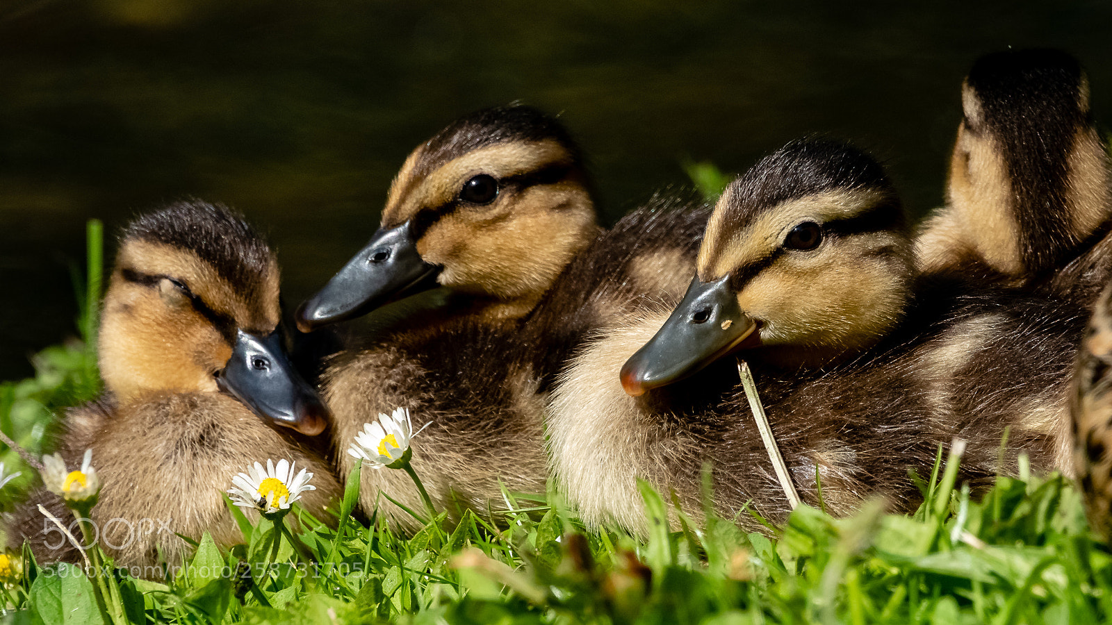 Sony Cyber-shot DSC-RX10 IV sample photo. Jong ducks photography