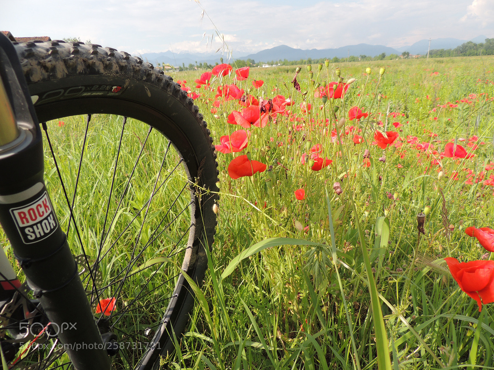 Nikon Coolpix P510 sample photo. Poppies and wheel photography