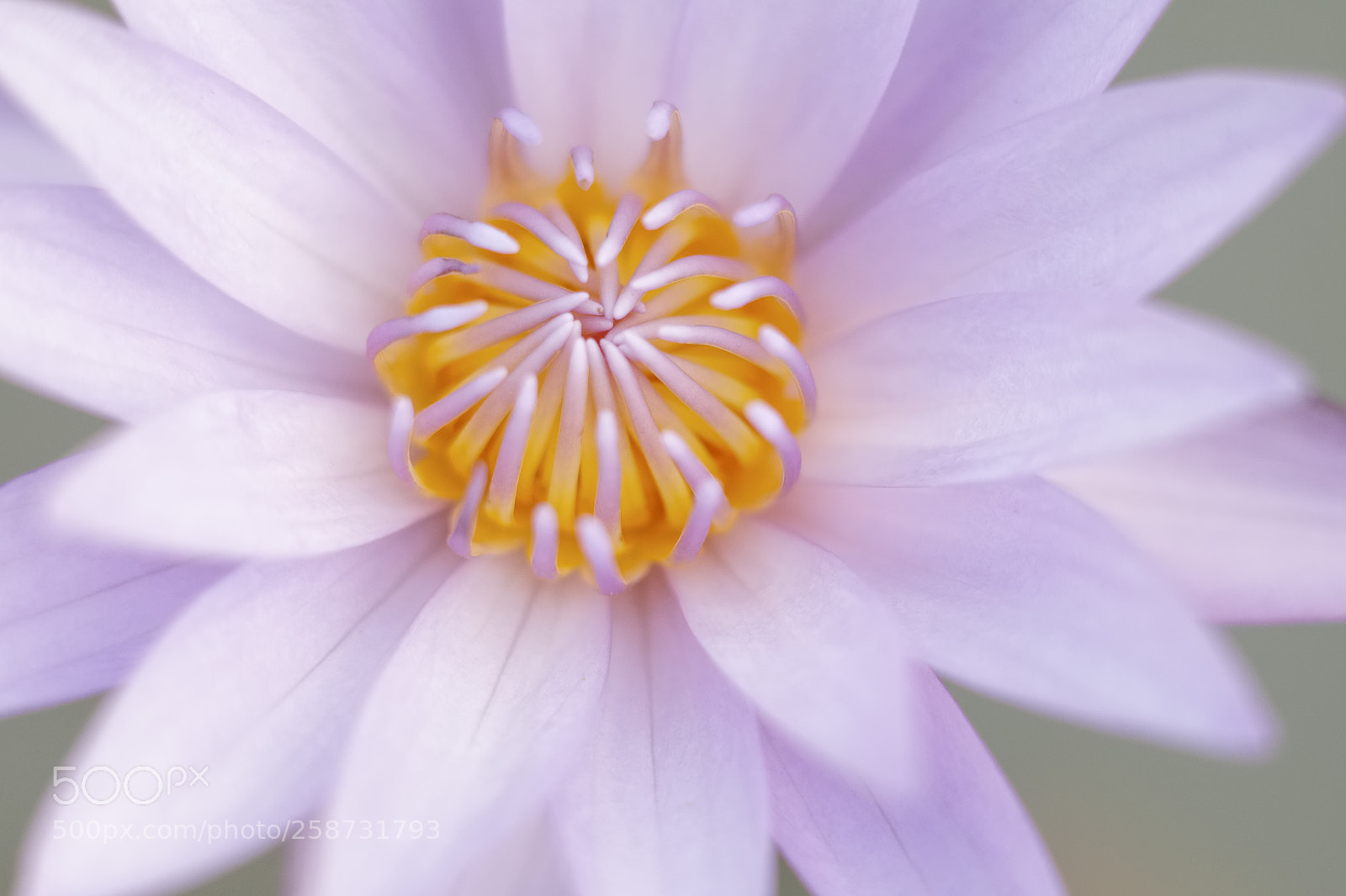 Fujifilm X-T1 sample photo. Heart of lotus photography