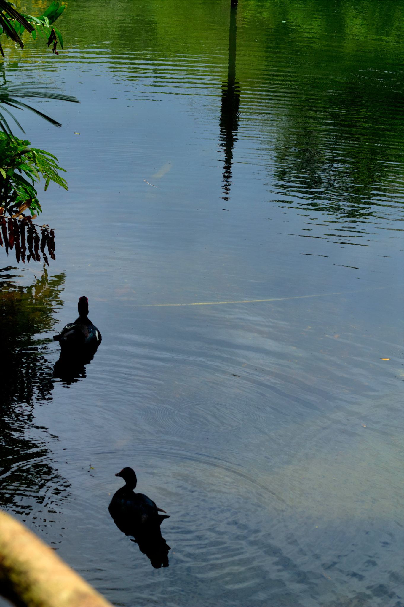 Canon EOS 1100D (EOS Rebel T3 / EOS Kiss X50) sample photo. Wild fowl trust- trinidad photography