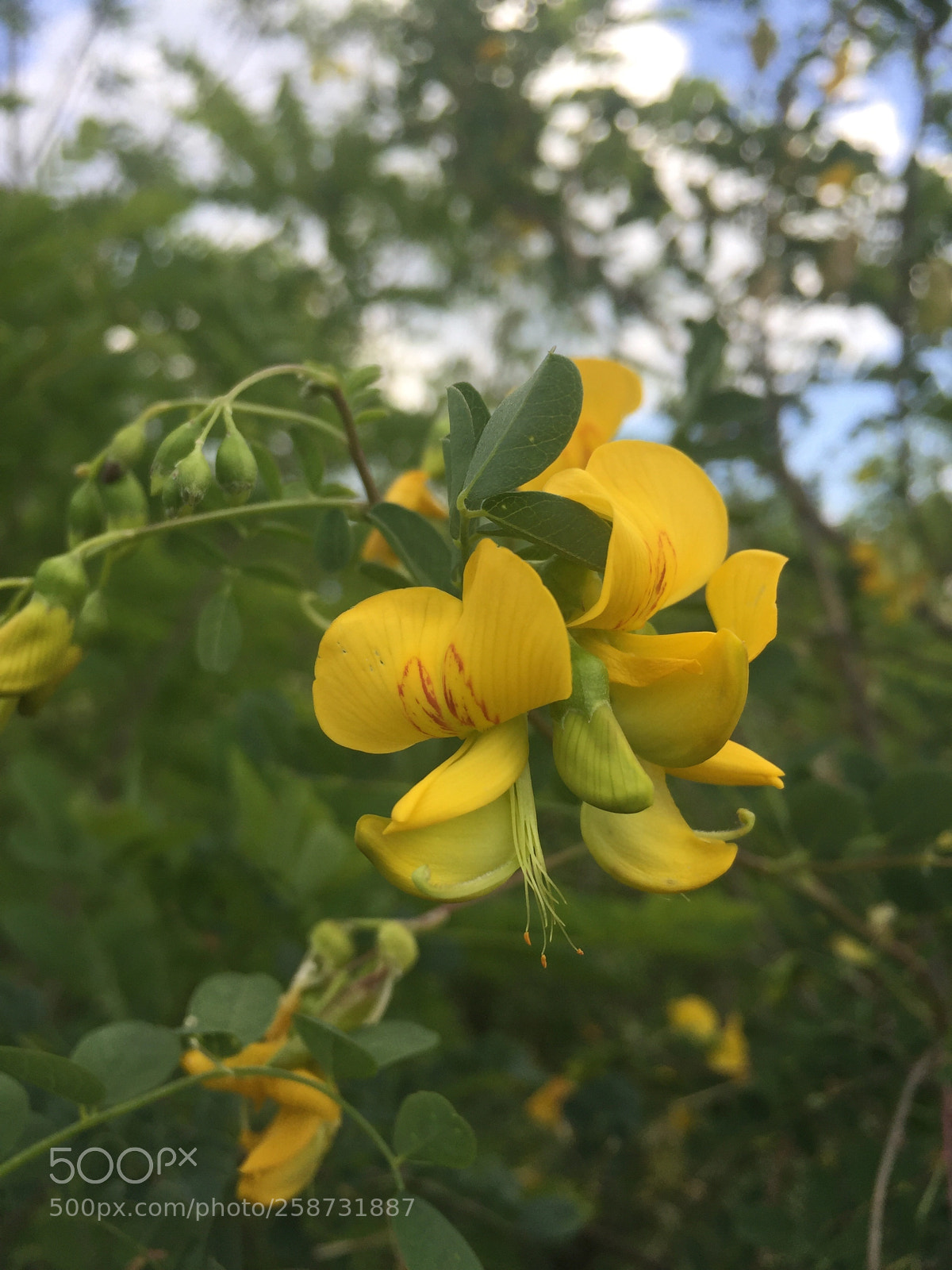 Apple iPhone 6 sample photo. Untitled photography