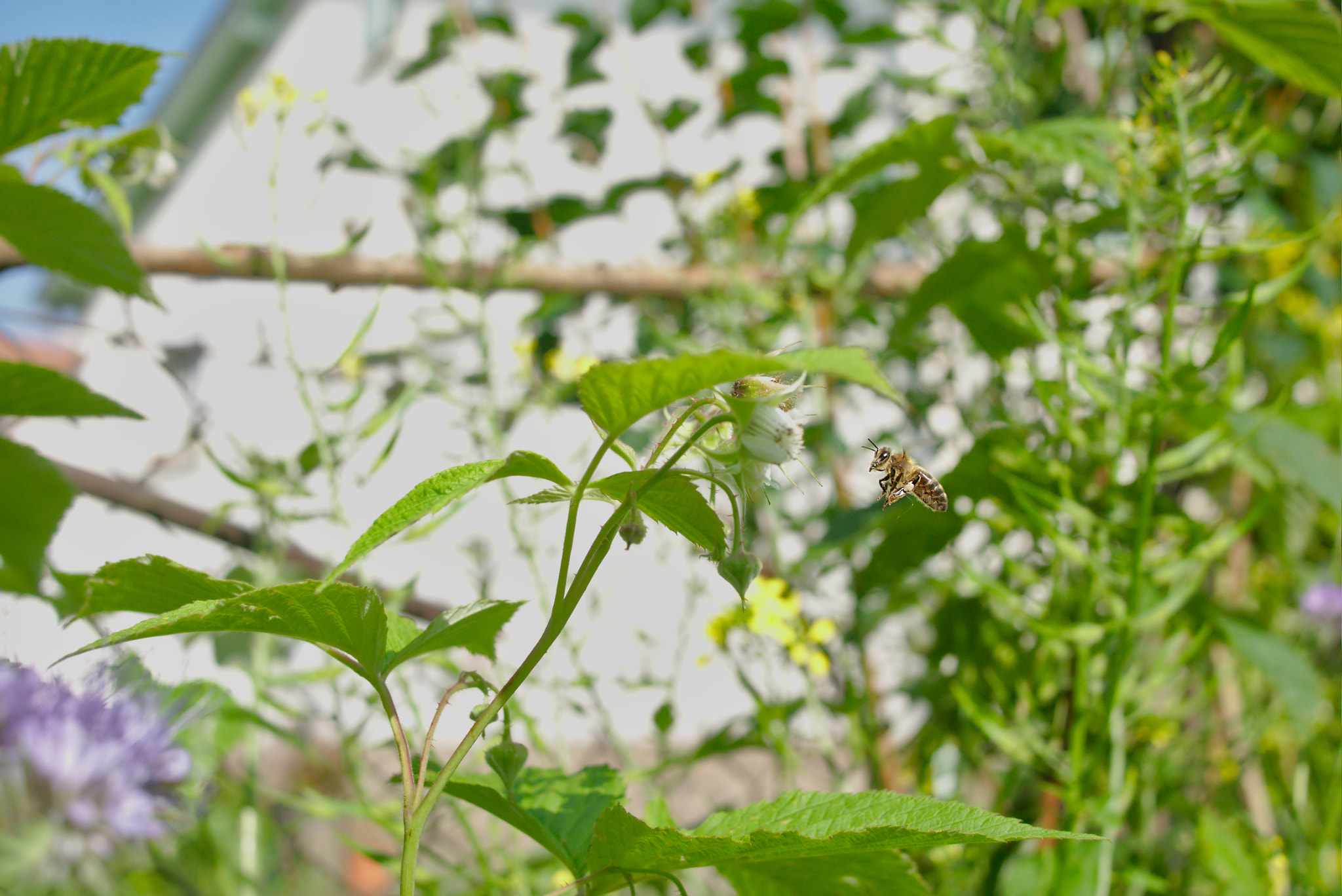 Panasonic Lumix DMC-GM1 sample photo. 2018 05 19 95 bee and raspberry bush flower.jpg photography