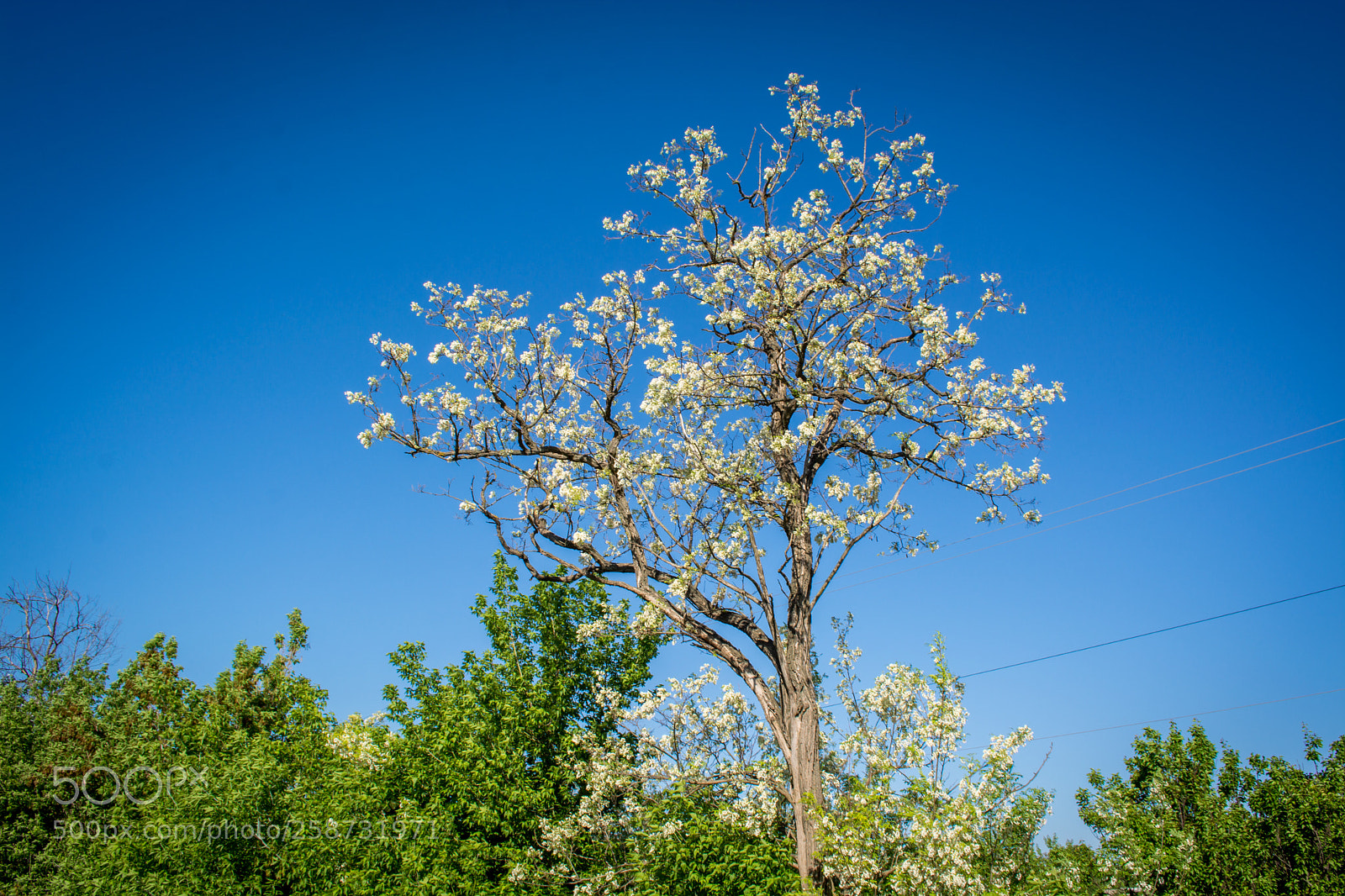 Nikon D5200 sample photo. Tree photography