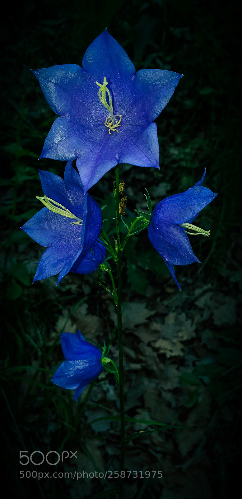 Samsung Galaxy S9+ sample photo. Untitled photography