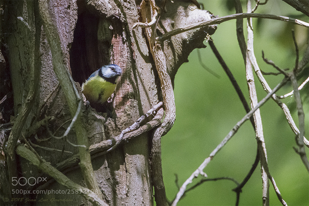 Nikon D7200 sample photo. Mésange bleu photography