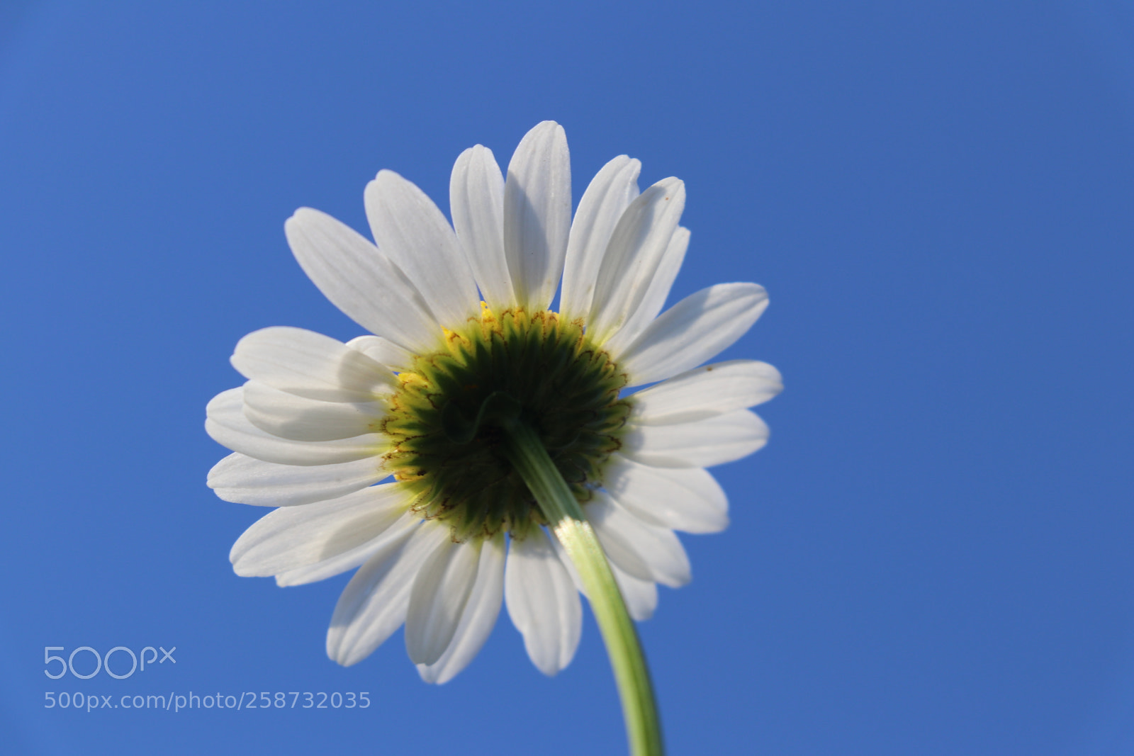Canon EOS 80D sample photo. Untitled photography