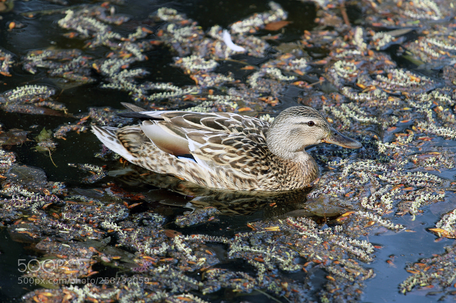 Canon EOS 7D sample photo. Springtime photography