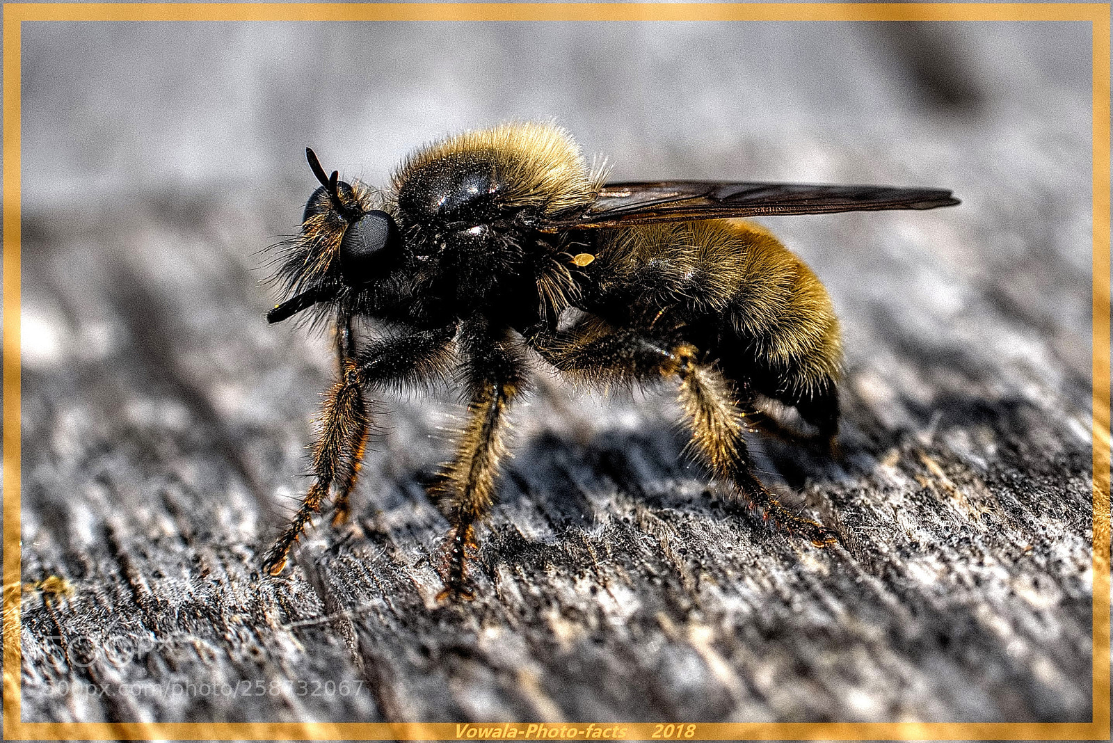 Nikon D5500 sample photo. Little sand-bee... photography