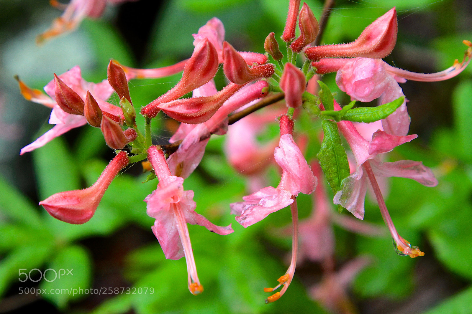 Canon EOS 7D sample photo. Wet flowers photography