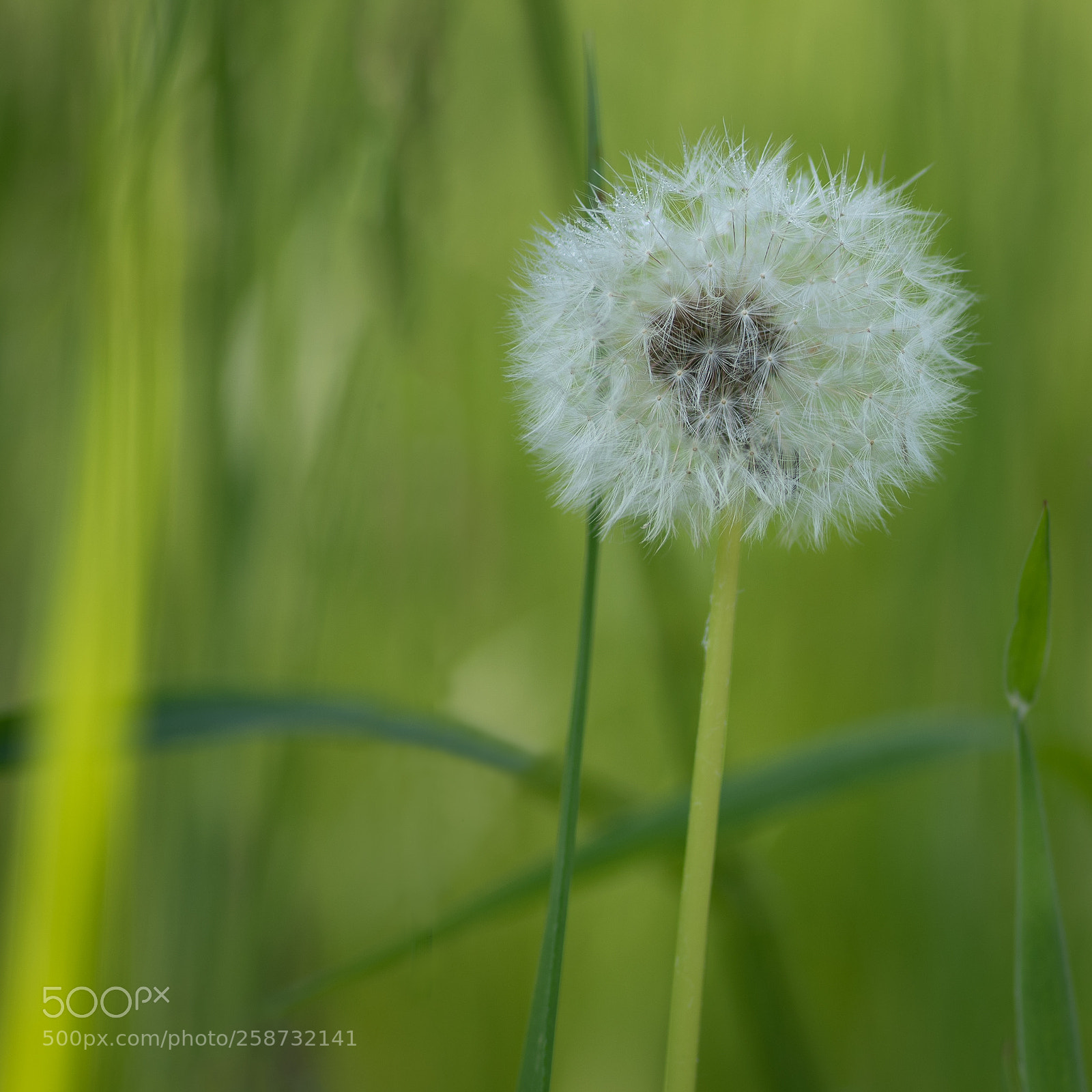 Nikon D750 sample photo. Taraxacum officinale (dandelion) photography