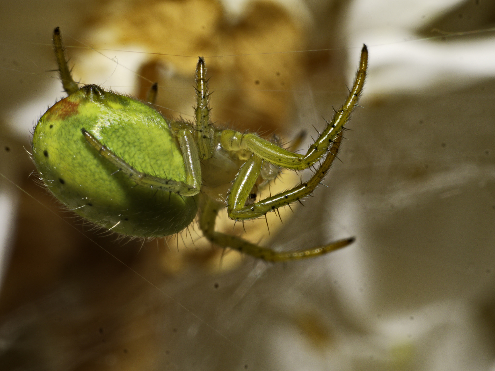 Panasonic Lumix DMC-GX8 sample photo. Spring spider photography