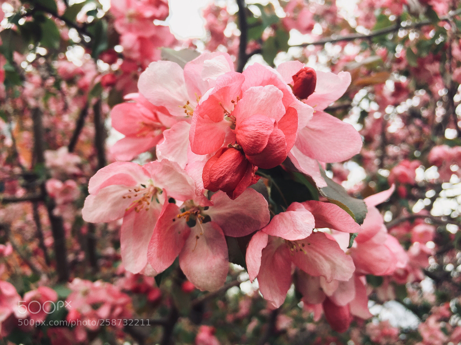 Apple iPhone 6 sample photo. Sakura ? photography