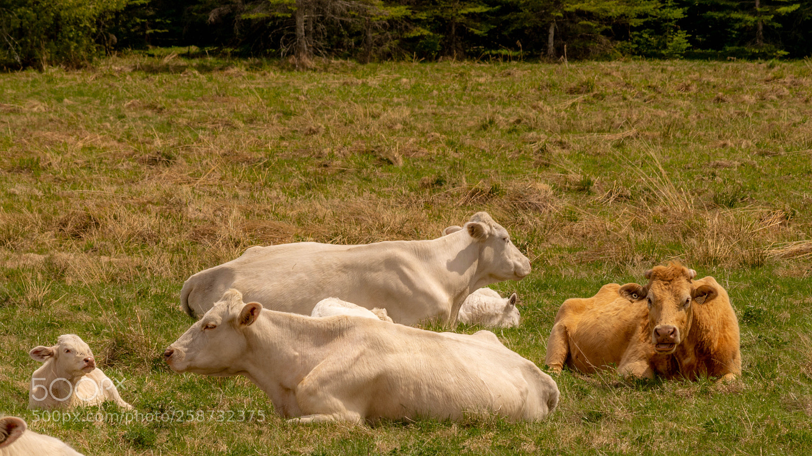 Nikon D5300 sample photo. Le printemps est l photography