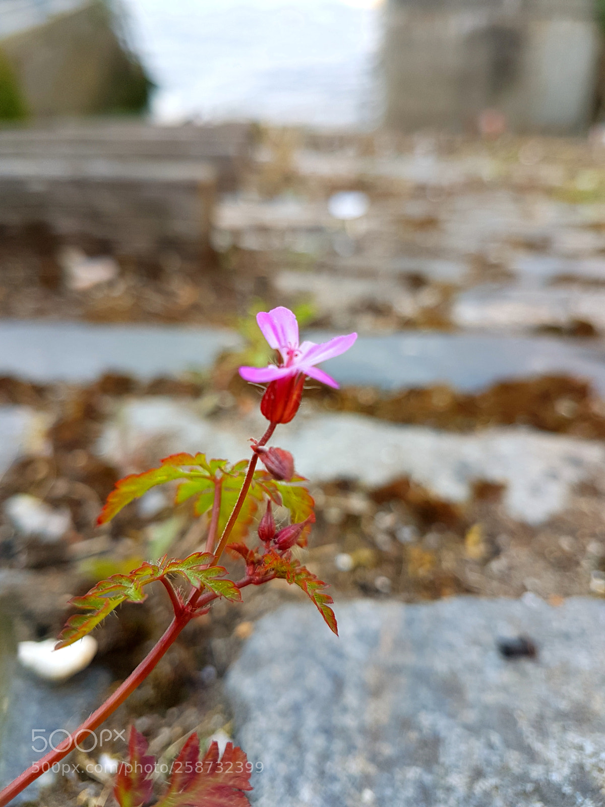 Samsung Galaxy S7 sample photo. Untitled photography
