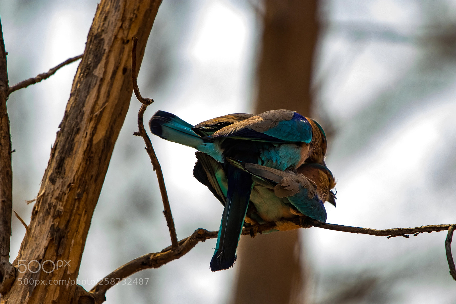 Canon EOS 80D sample photo. Indian roller in action photography