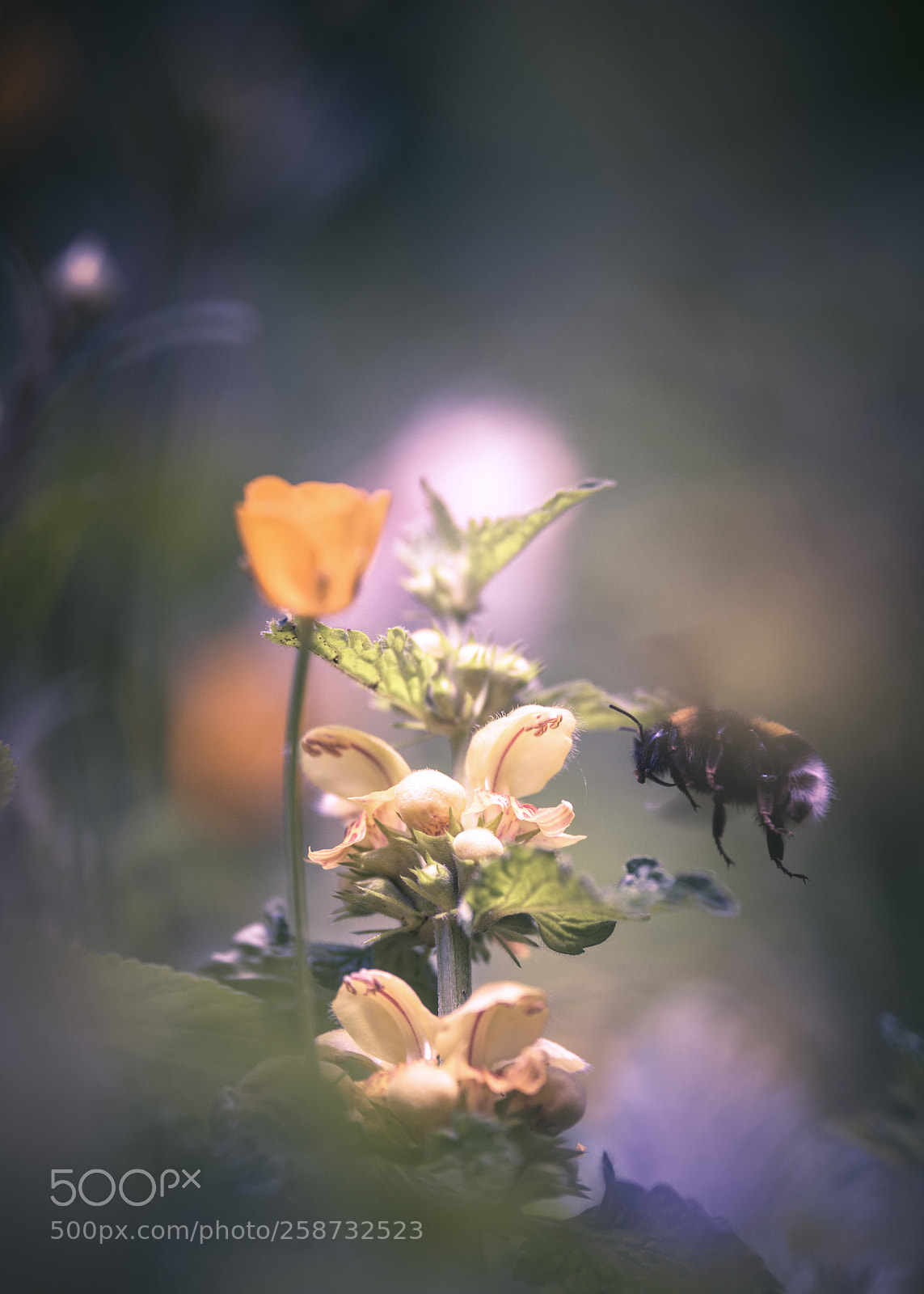 Nikon D7200 sample photo. Flying bee photography