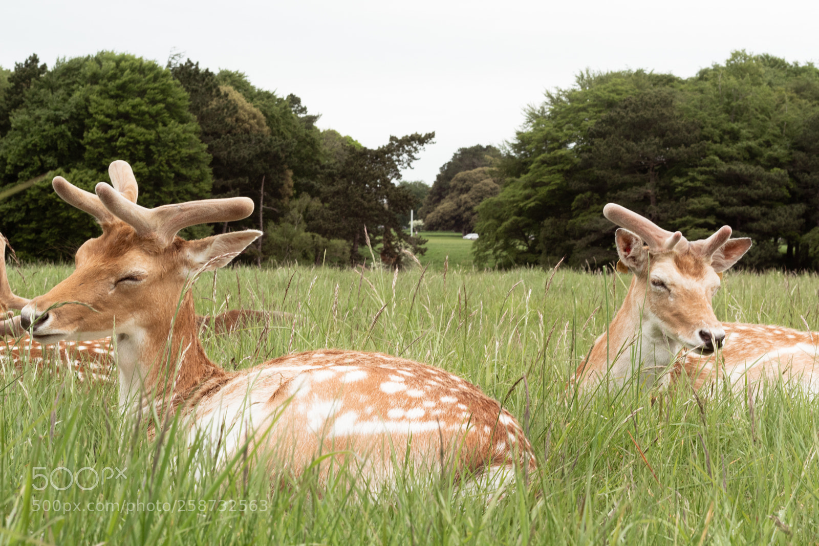 Canon EOS 1300D (EOS Rebel T6 / EOS Kiss X80) sample photo. Deer in the park photography