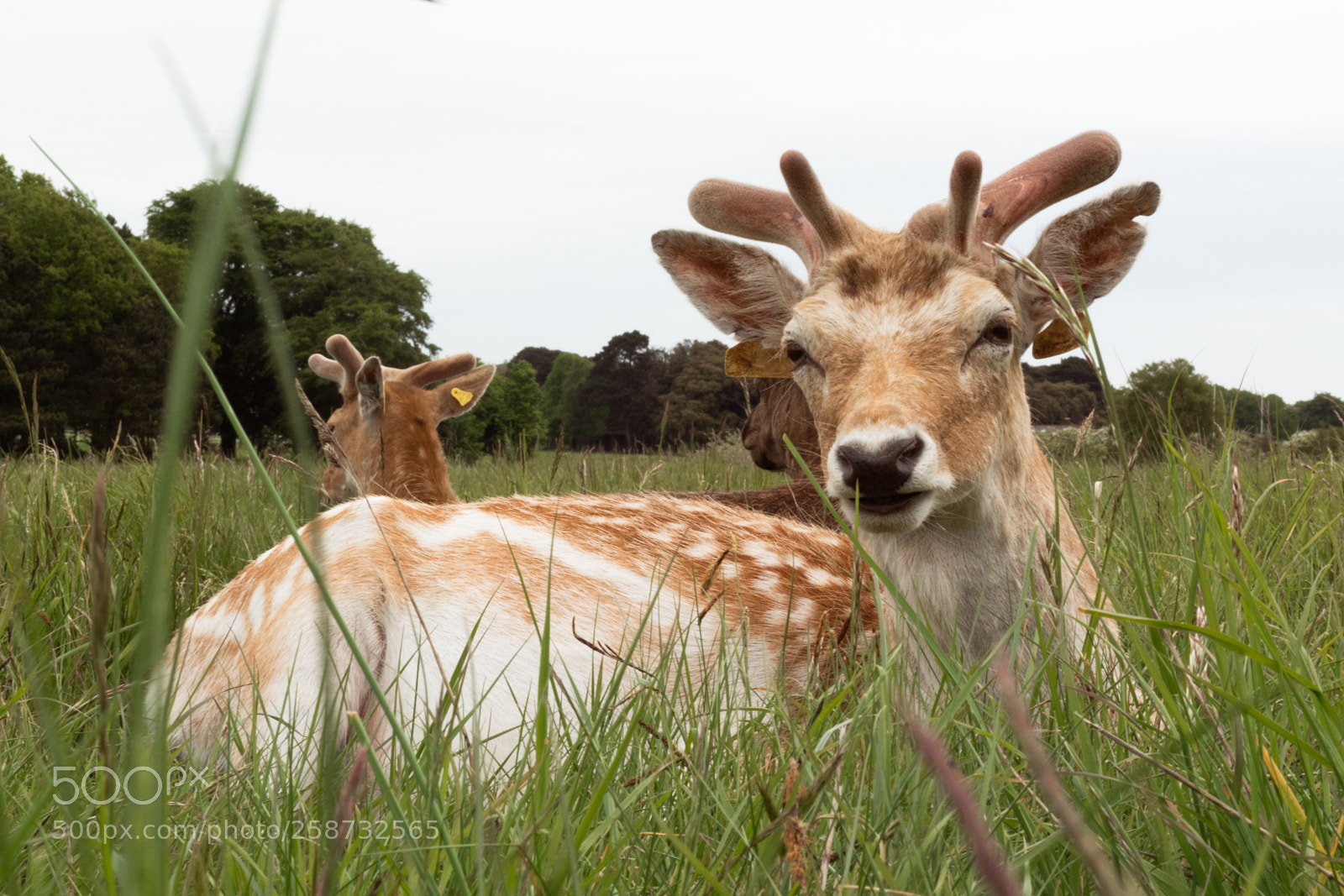 Canon EOS 1300D (EOS Rebel T6 / EOS Kiss X80) sample photo. Deer in the park photography