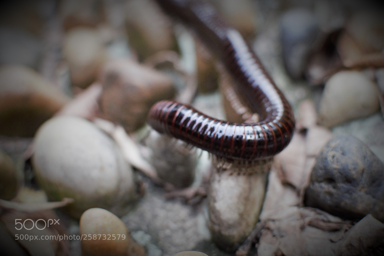 Nikon D3300 sample photo. Millipede photography