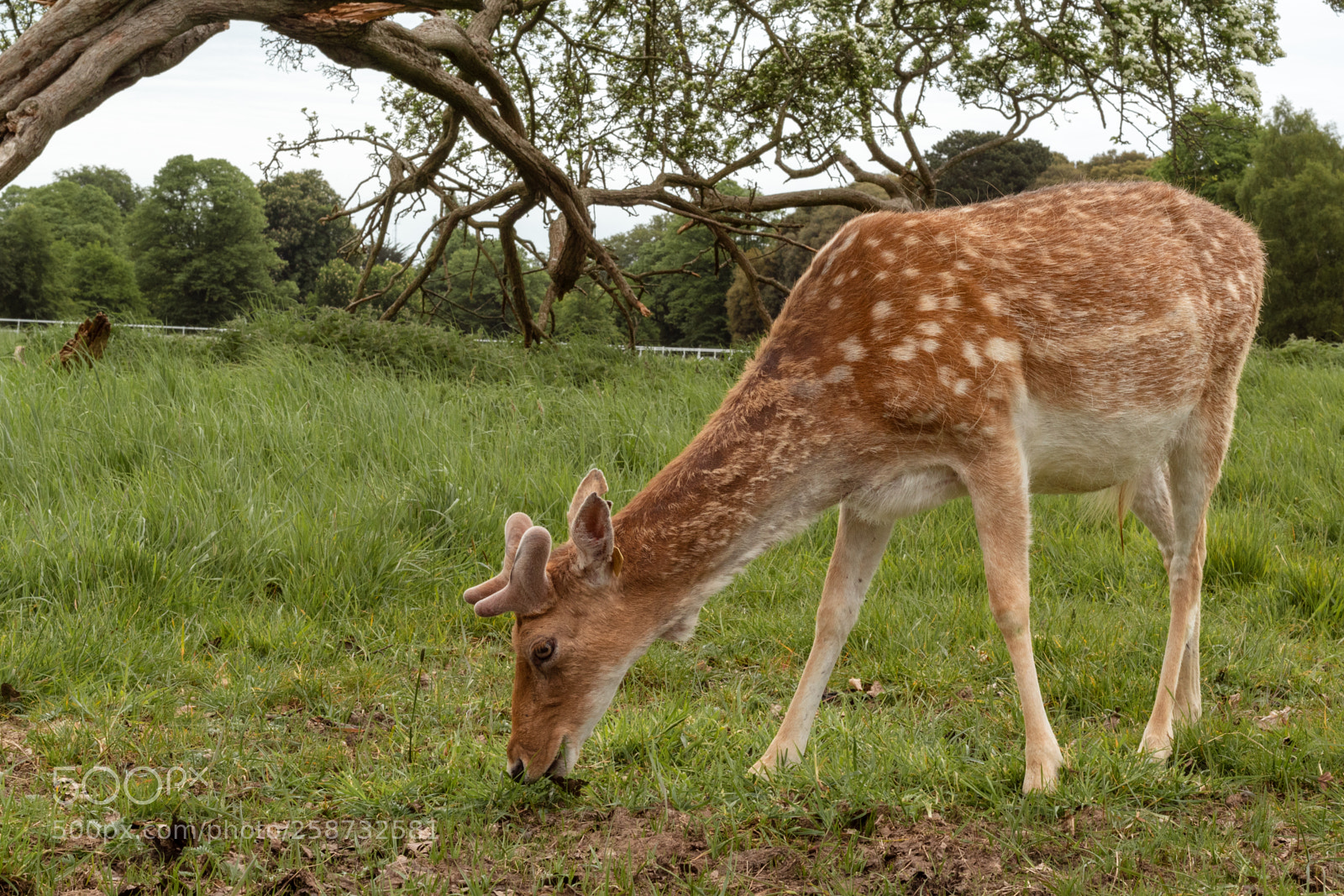 Canon EOS 1300D (EOS Rebel T6 / EOS Kiss X80) sample photo. Deer in the park photography