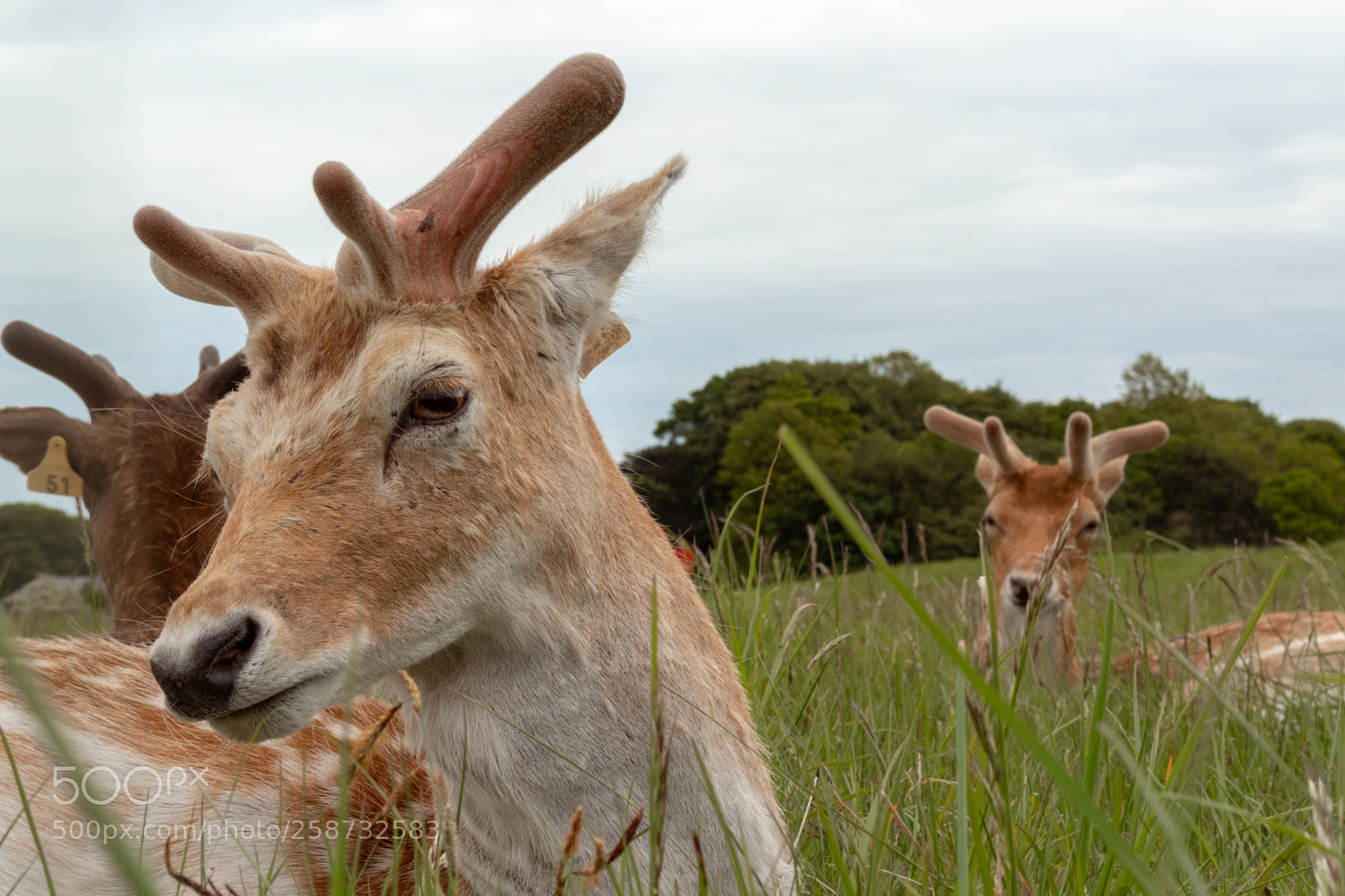 Canon EOS 1300D (EOS Rebel T6 / EOS Kiss X80) sample photo. Deer in the park photography