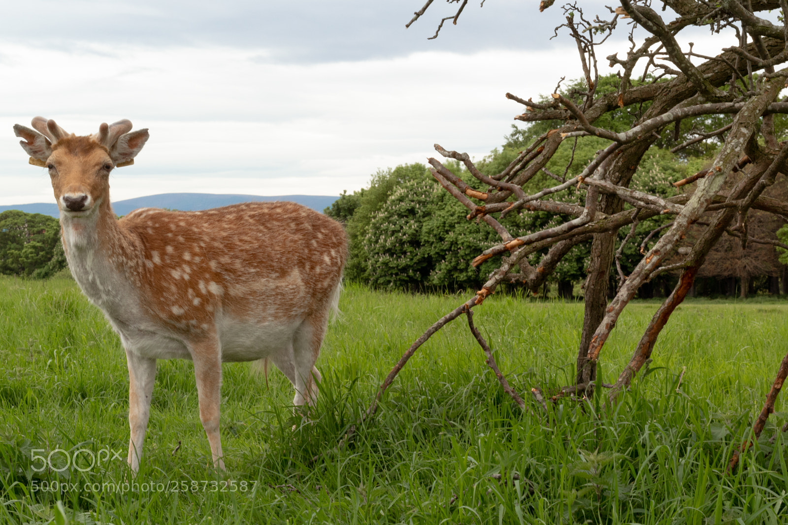 Canon EOS 1300D (EOS Rebel T6 / EOS Kiss X80) sample photo. Deer in the park photography