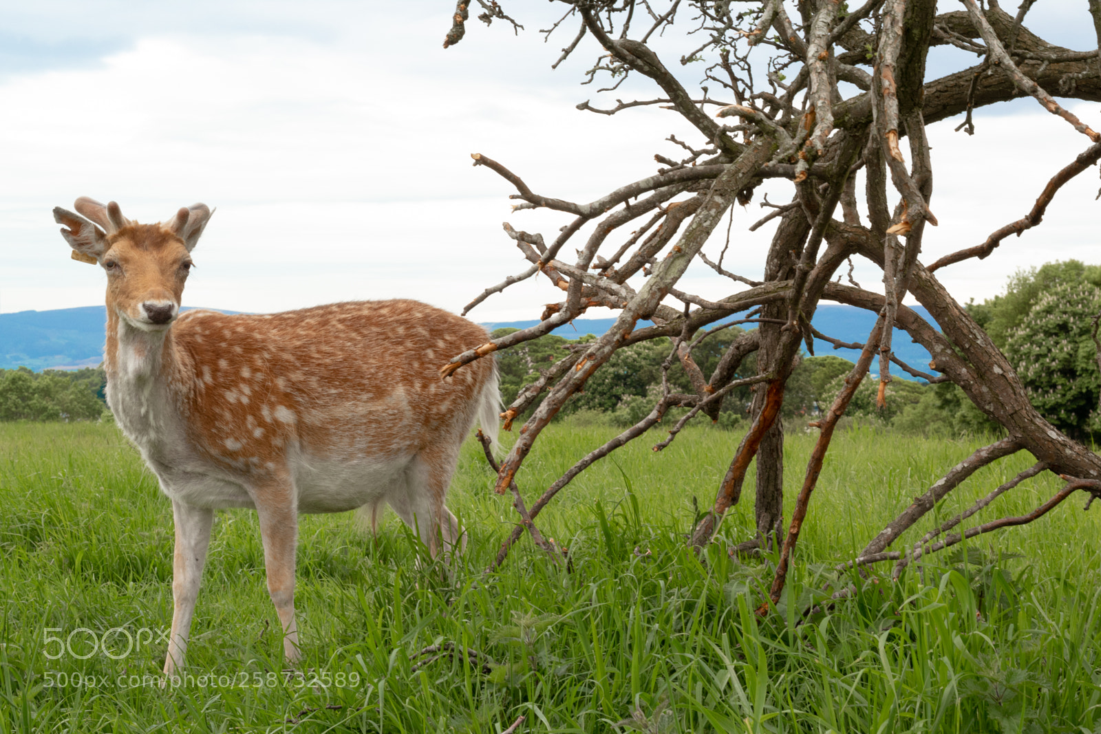 Canon EOS 1300D (EOS Rebel T6 / EOS Kiss X80) sample photo. Deer in the park photography