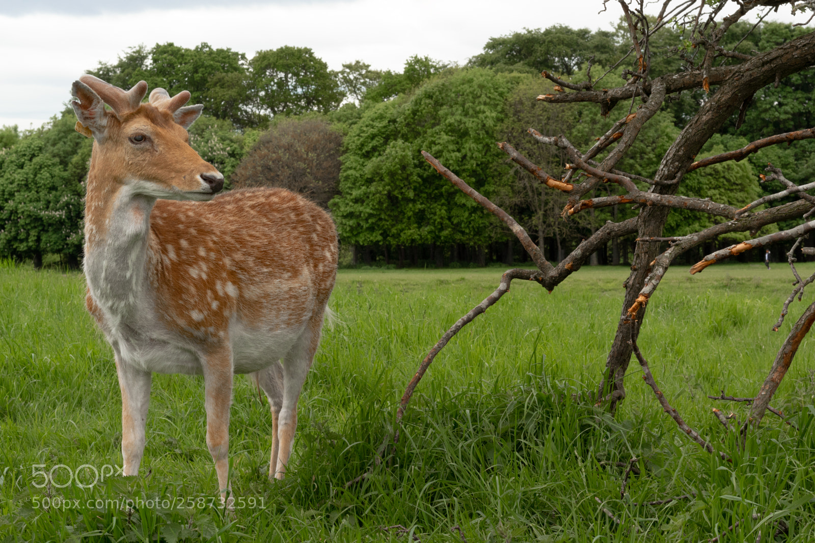 Canon EOS 1300D (EOS Rebel T6 / EOS Kiss X80) sample photo. Deer in the park photography