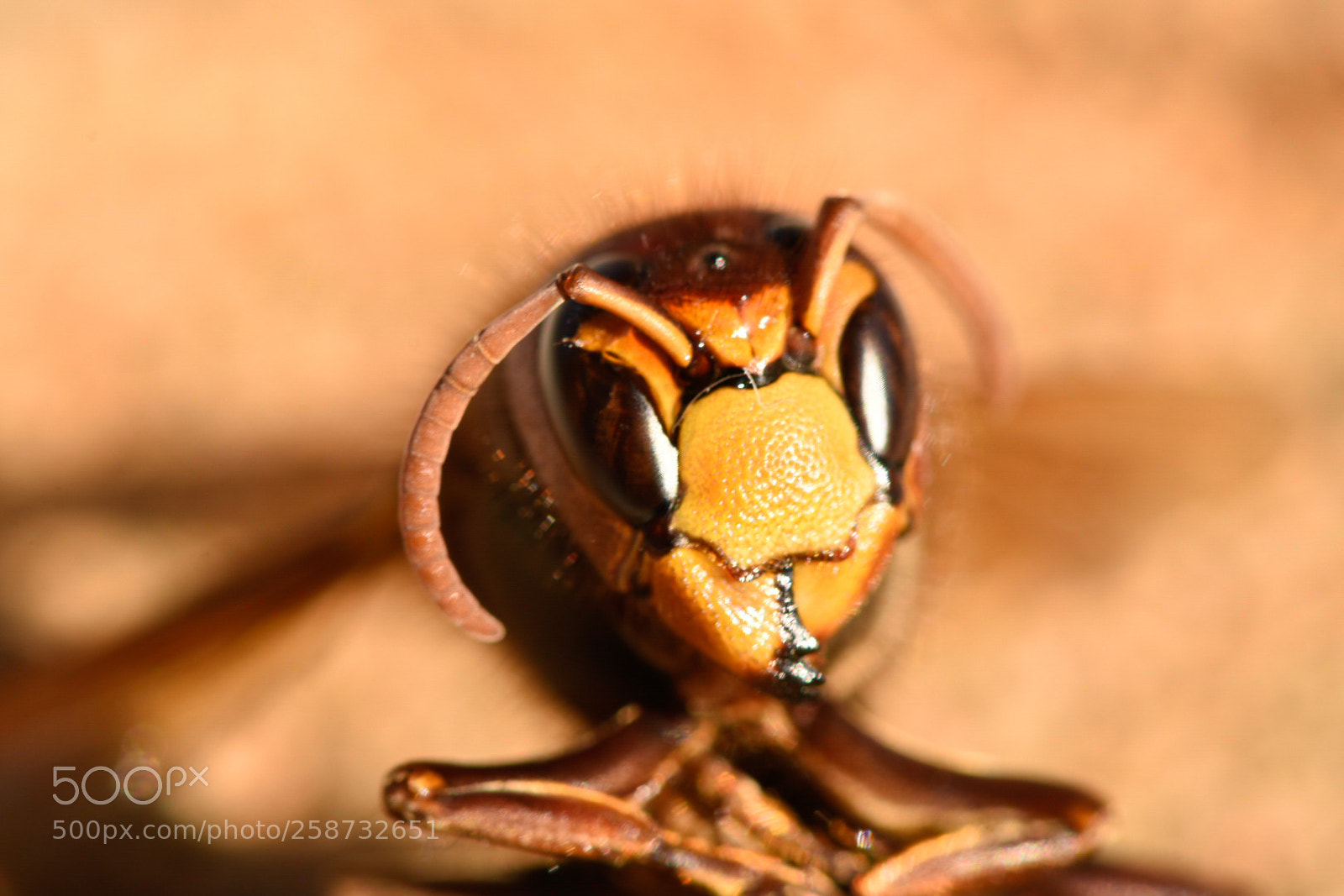 Nikon D7200 sample photo. Hornet i photography